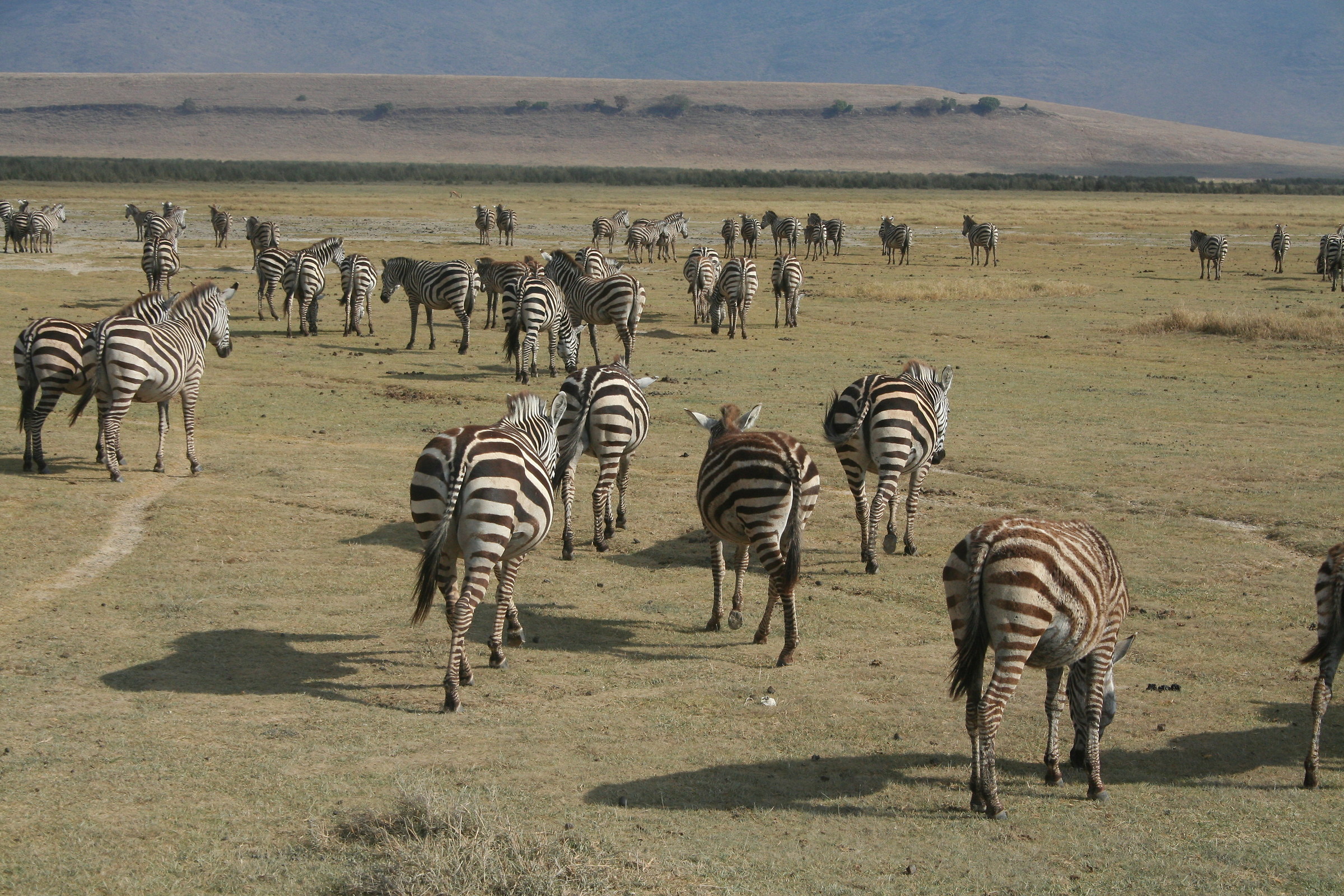 Strisce nel Ngorongoro