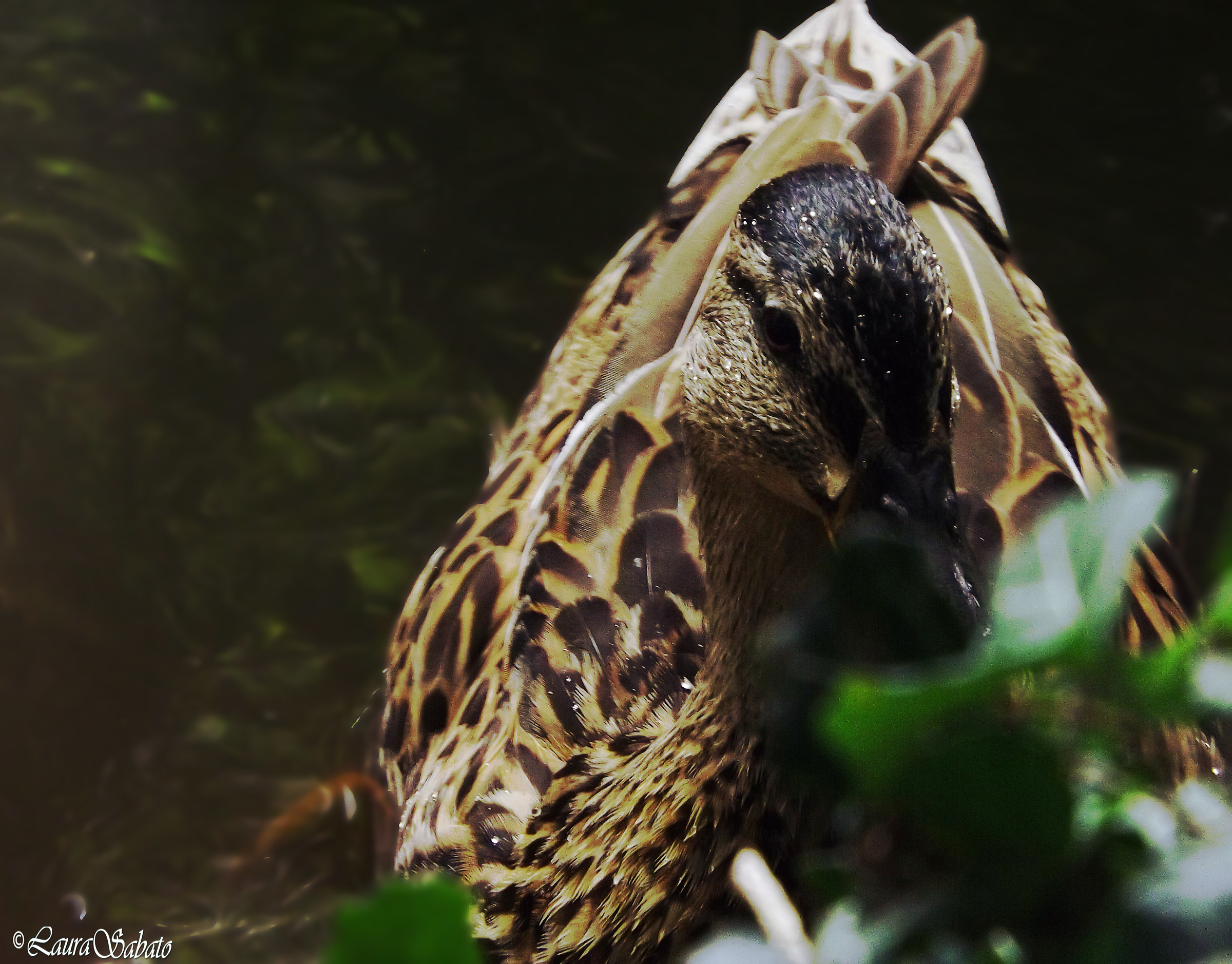 Hey I'm shy of myself !!