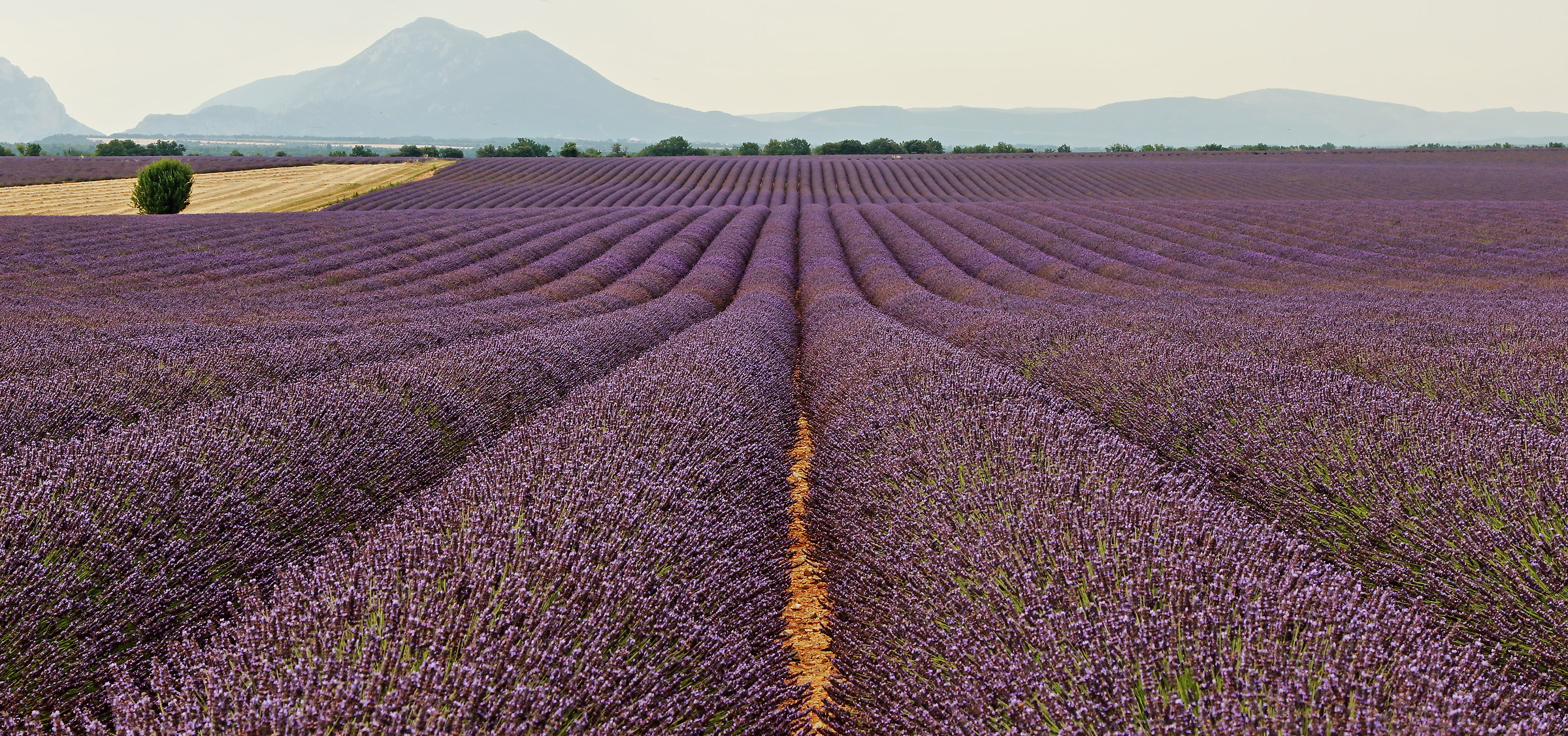 tappeto di lavanda