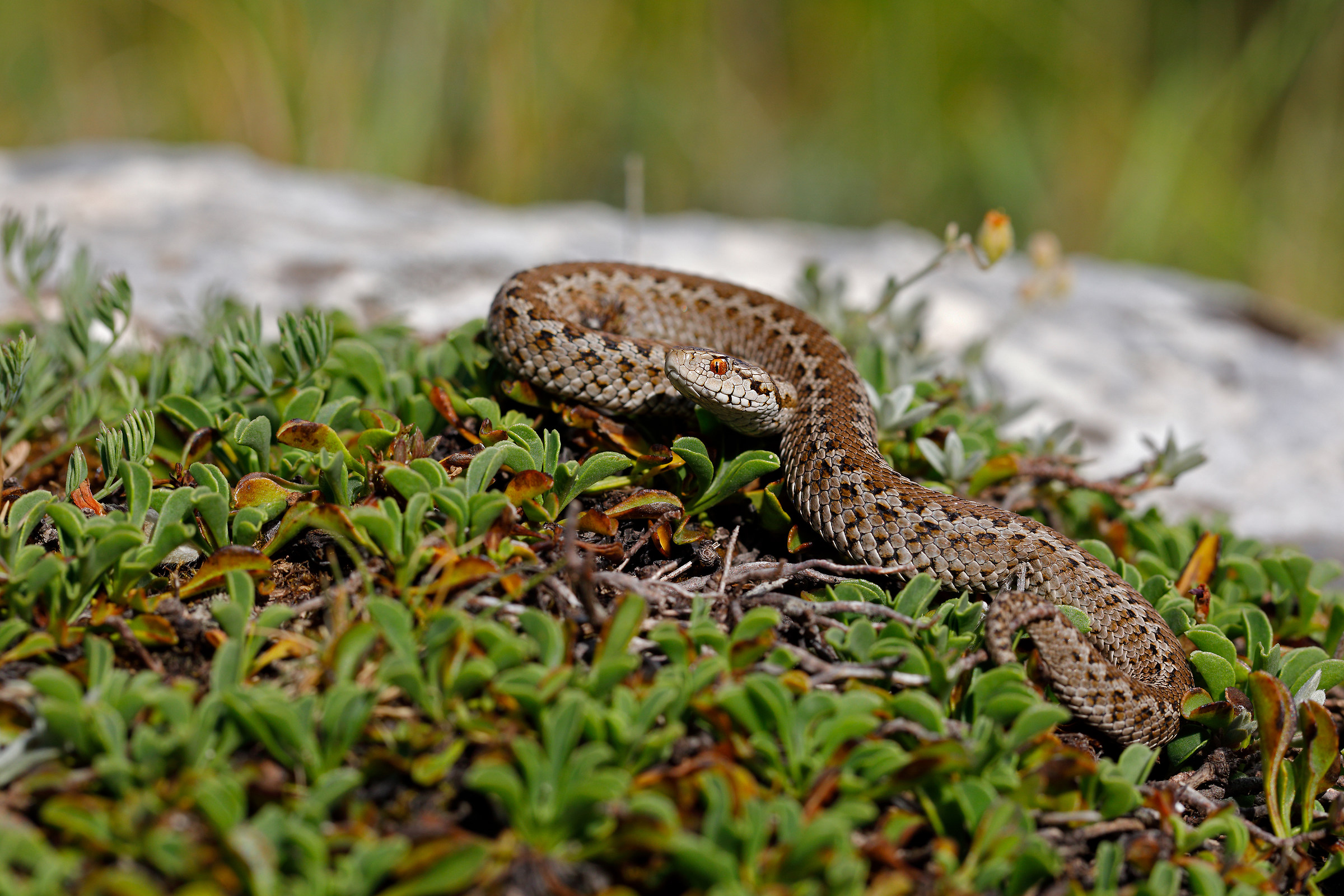 Vipera ursinii