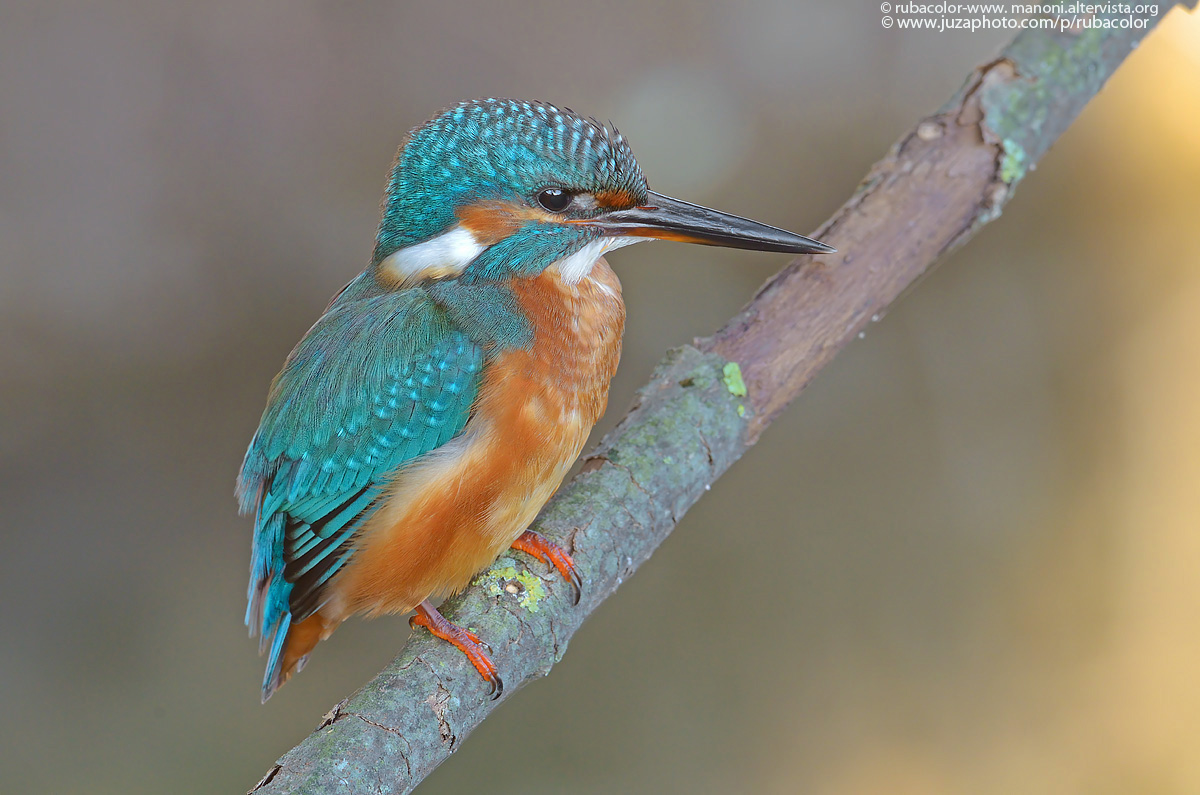 One-thirtieth to martino