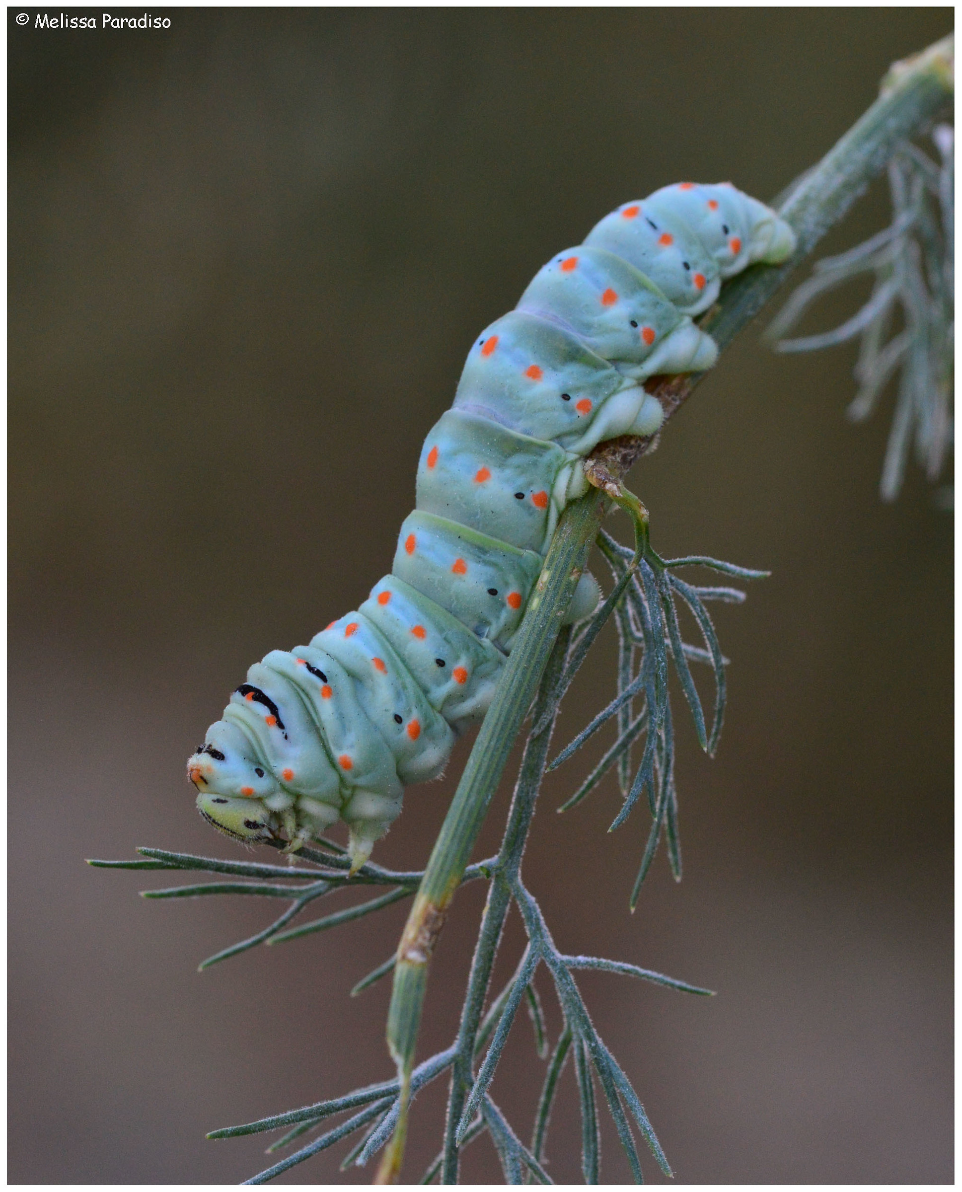 Papilio machaon