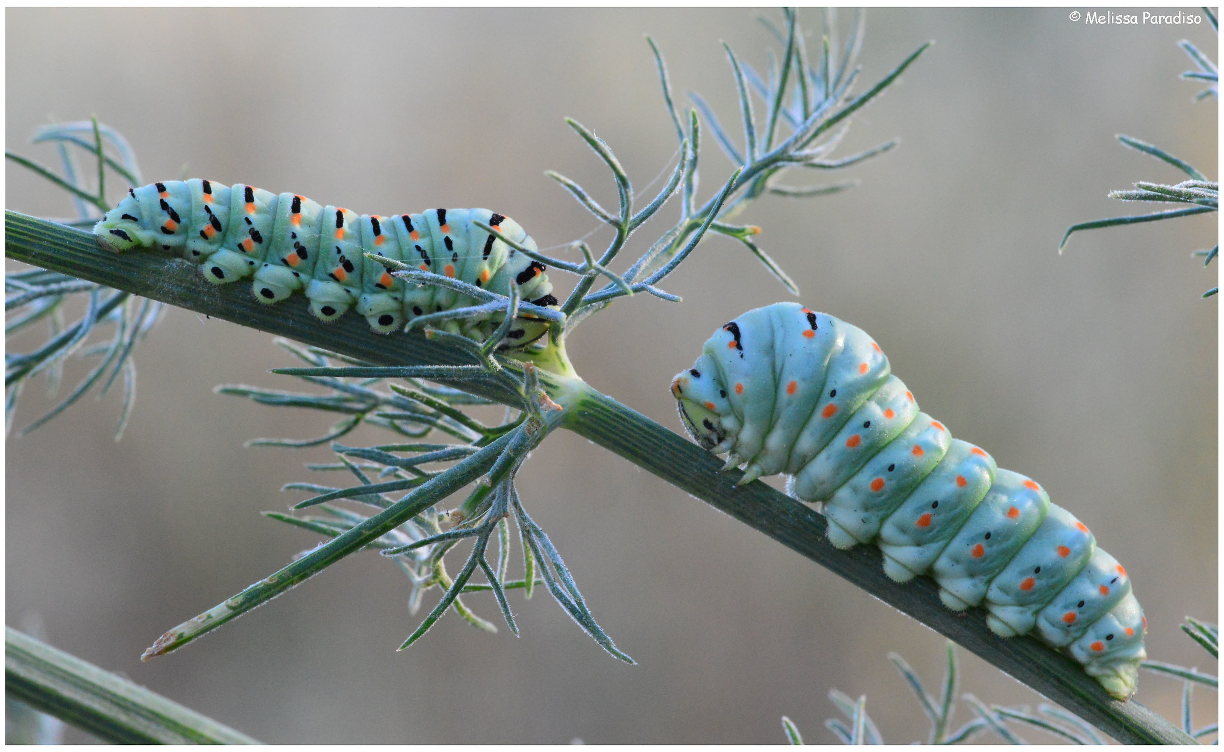 Papilio machaon