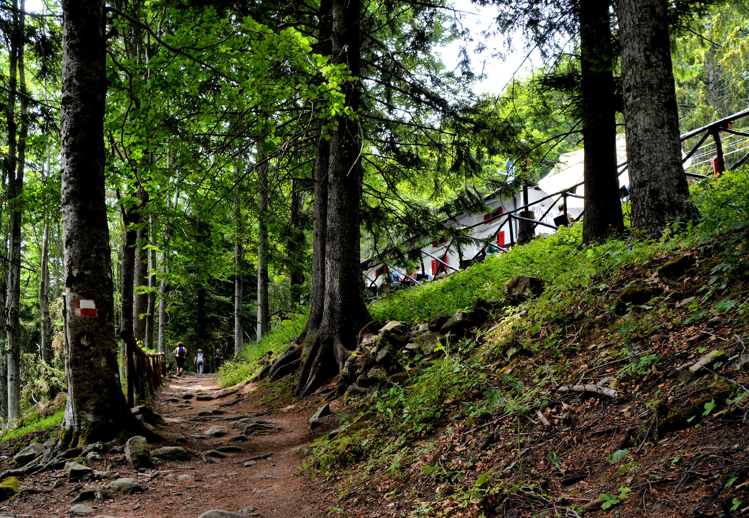 Come on .. There is a house in the woods !!