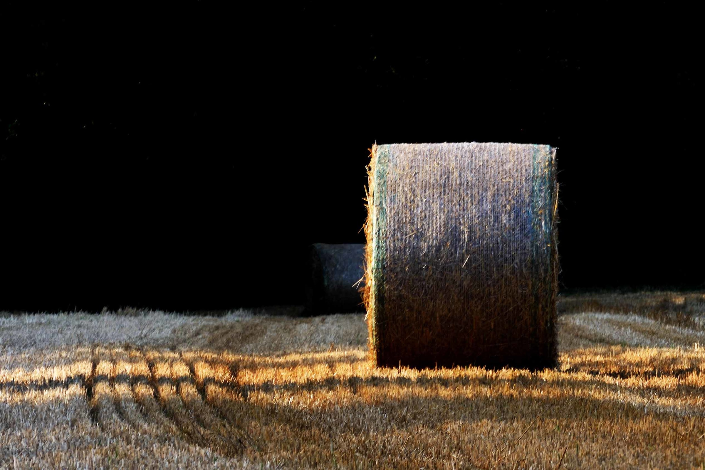 contrasti in un campo di fieno