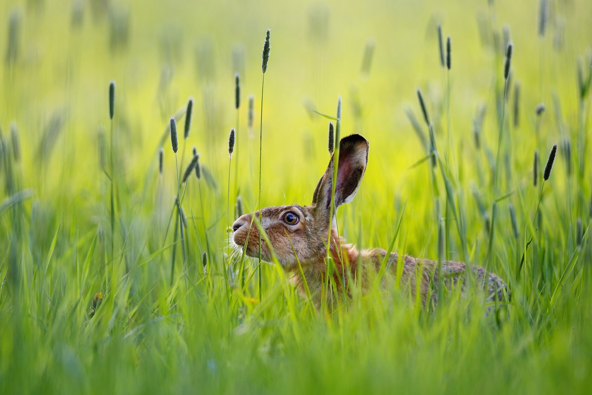 Nell'erba della sera