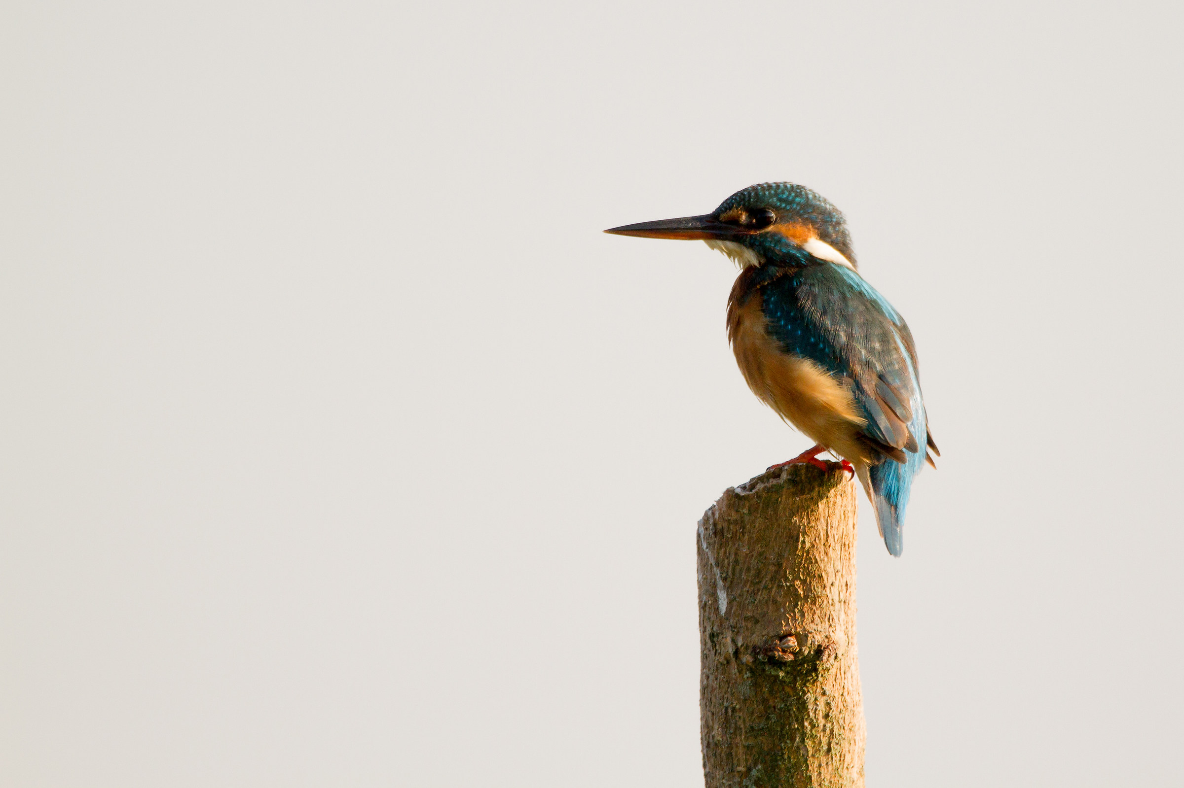 Kingfisher