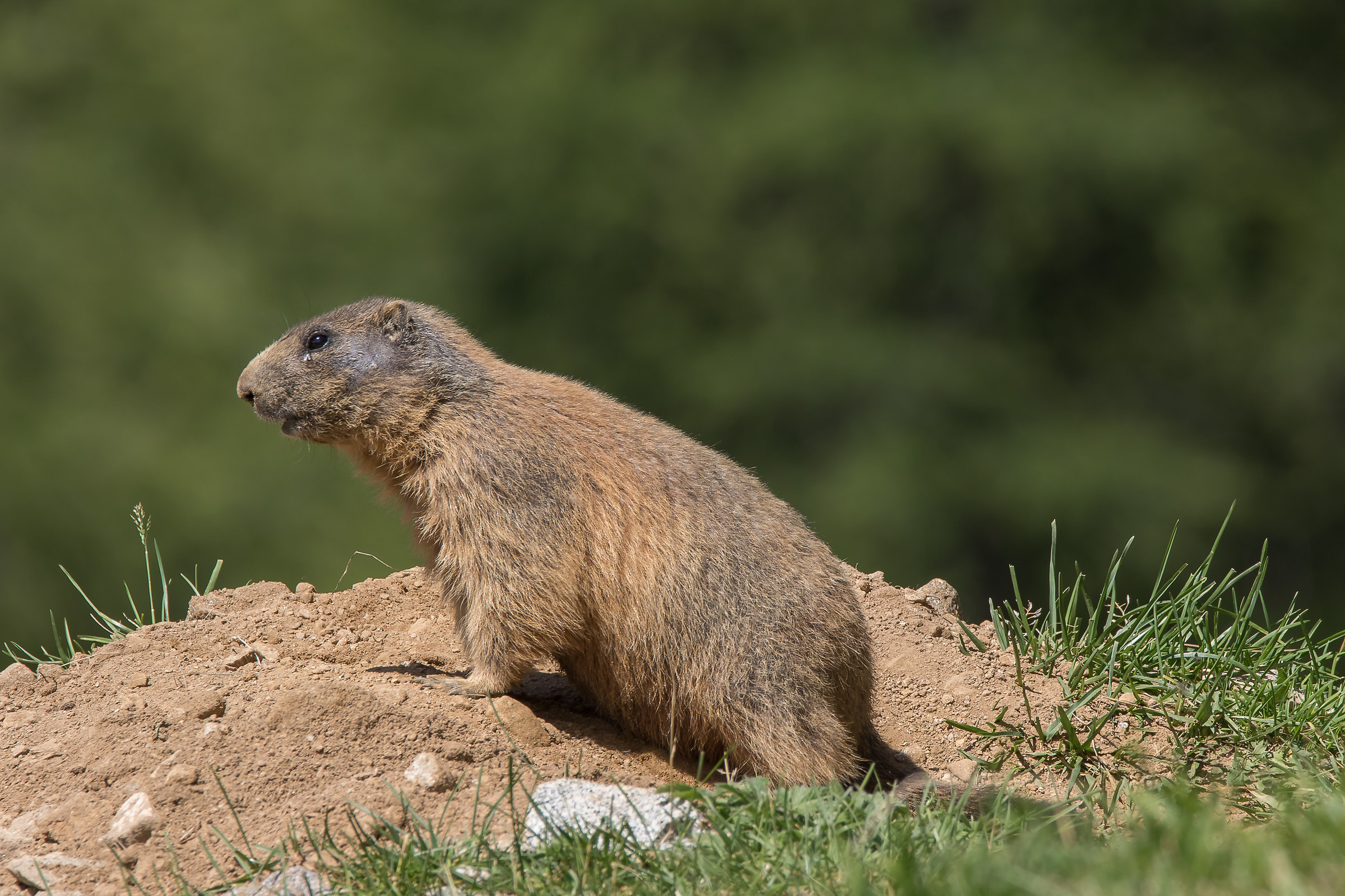 Marmotta