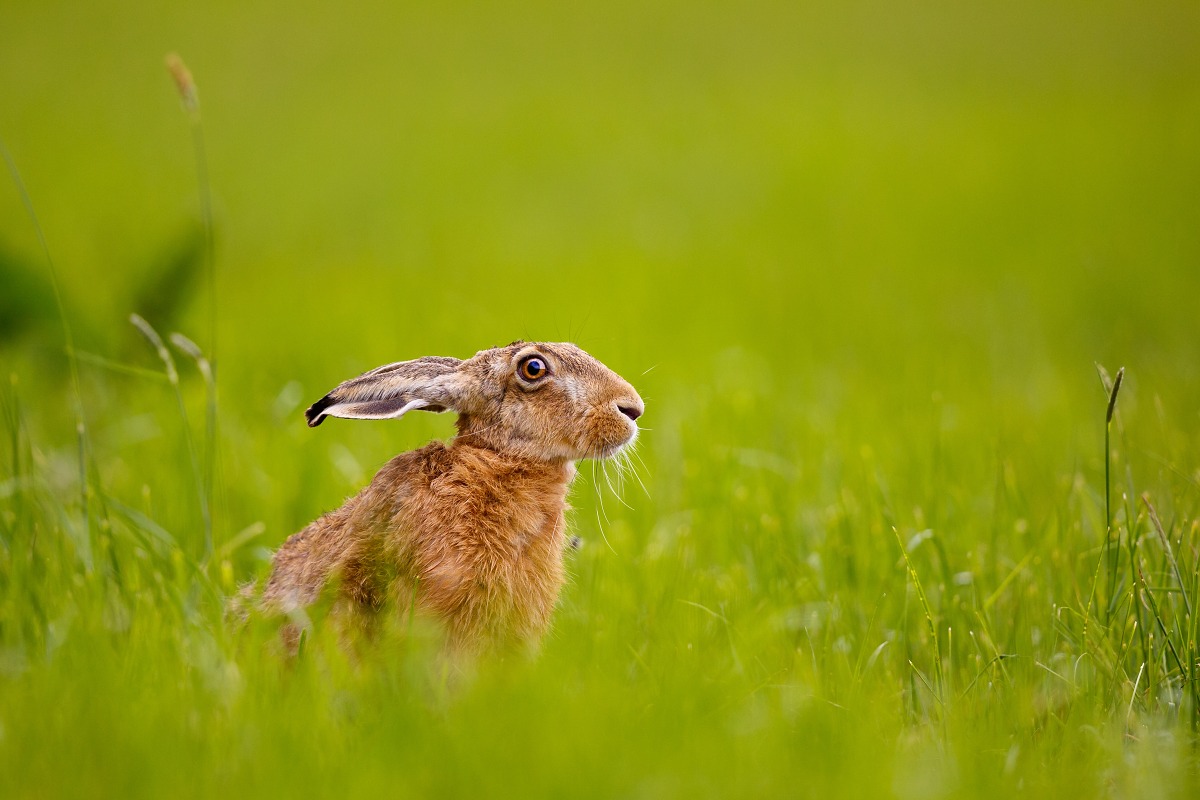 Lepre un altro giorno