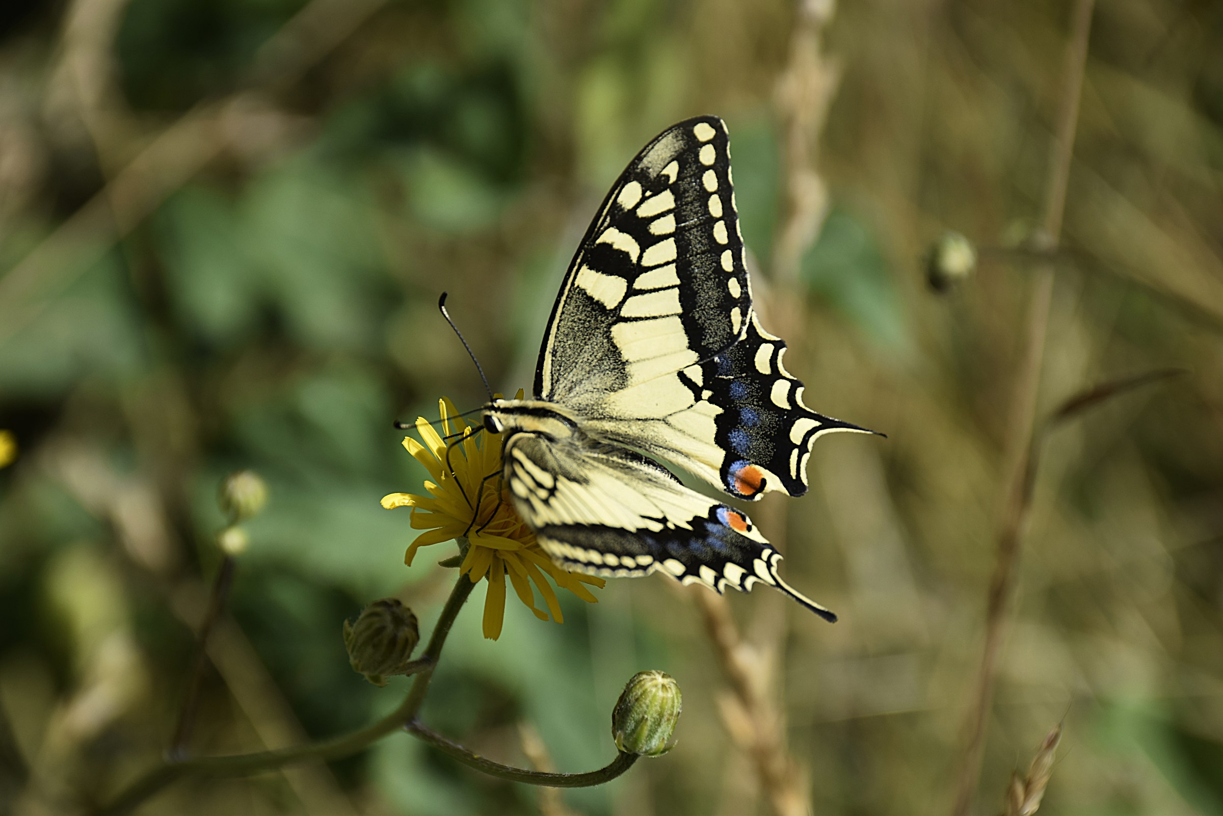 I am the most beautiful!