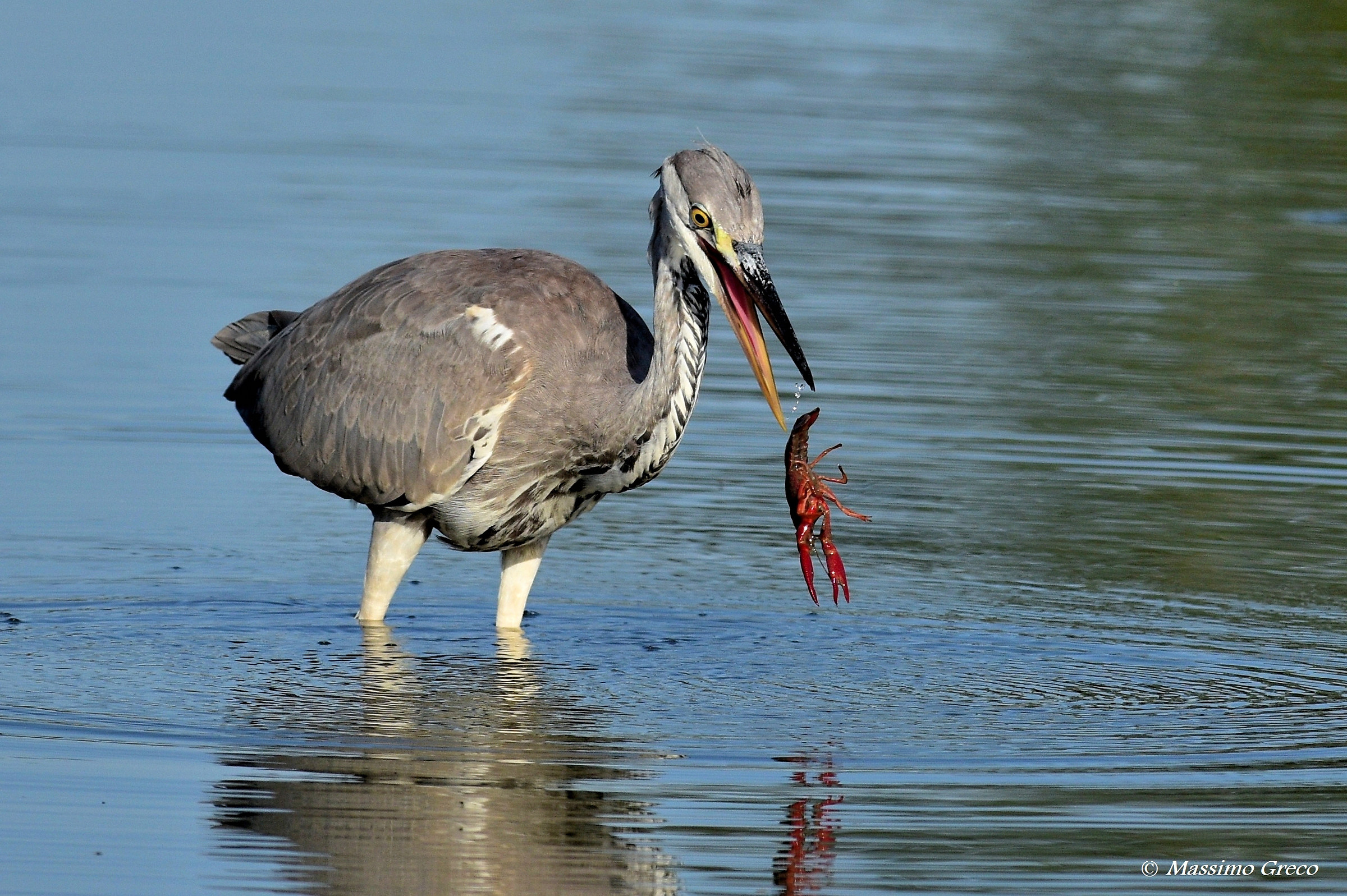 Cenerino alle prese con il Gambero della Louisiana