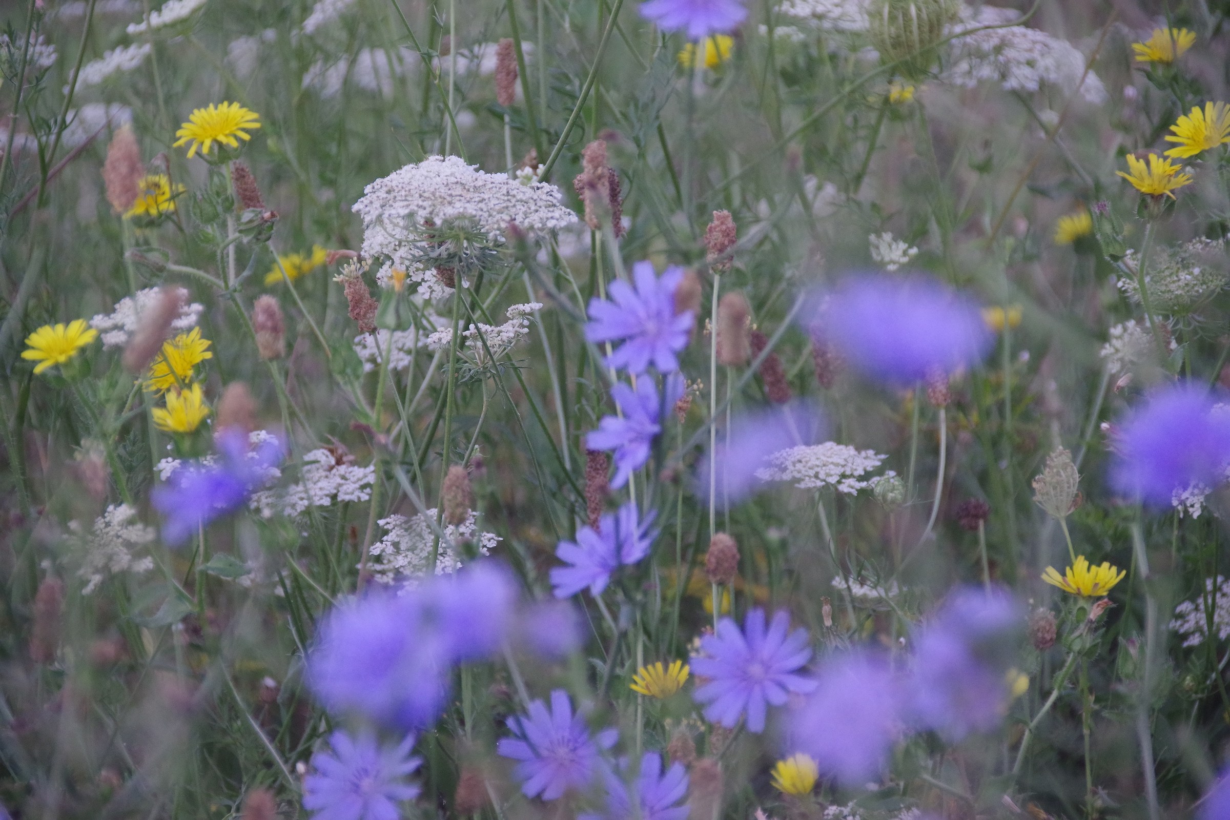 Lose in the field flowers at dawn