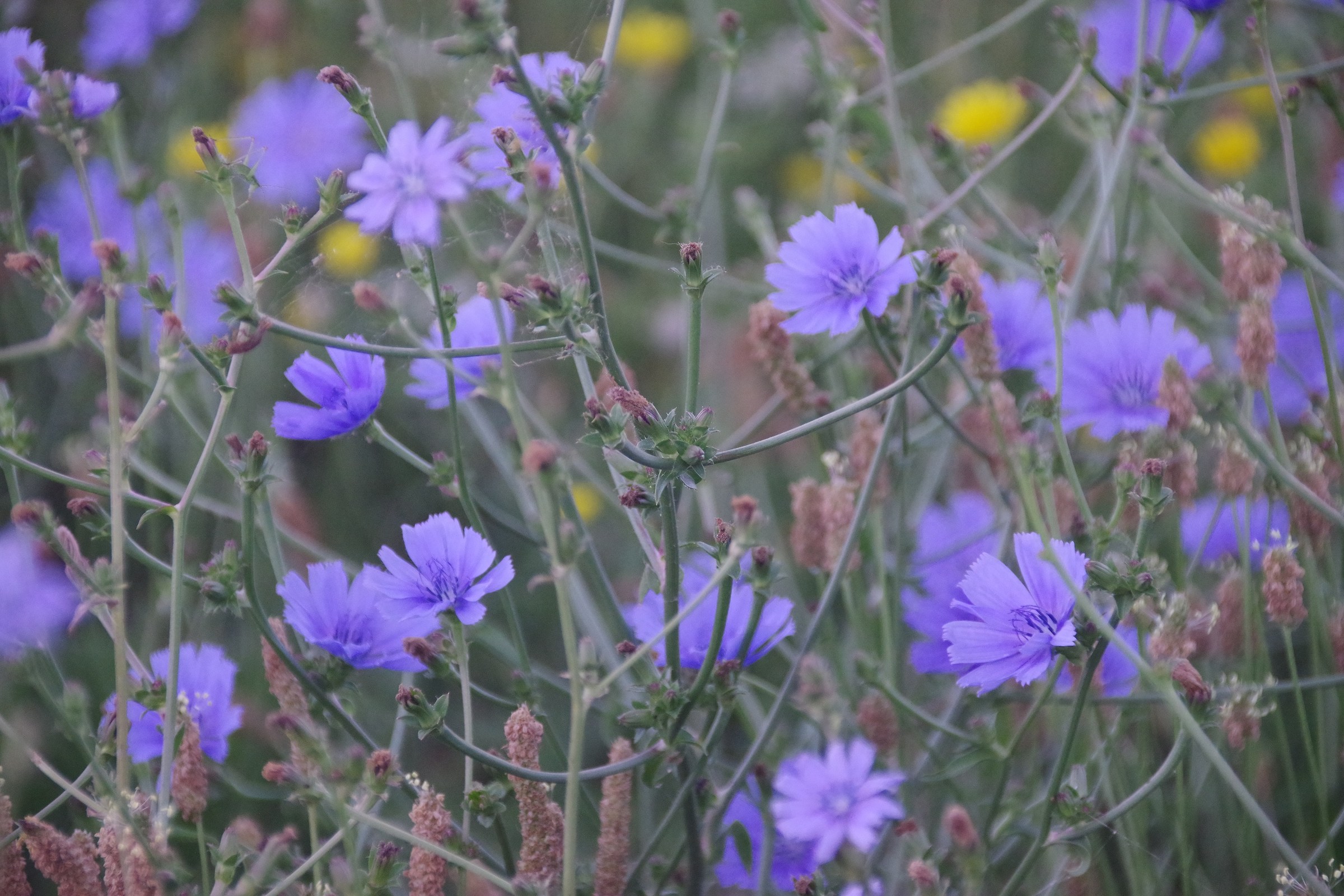 Fall into field flowers at dawn 2