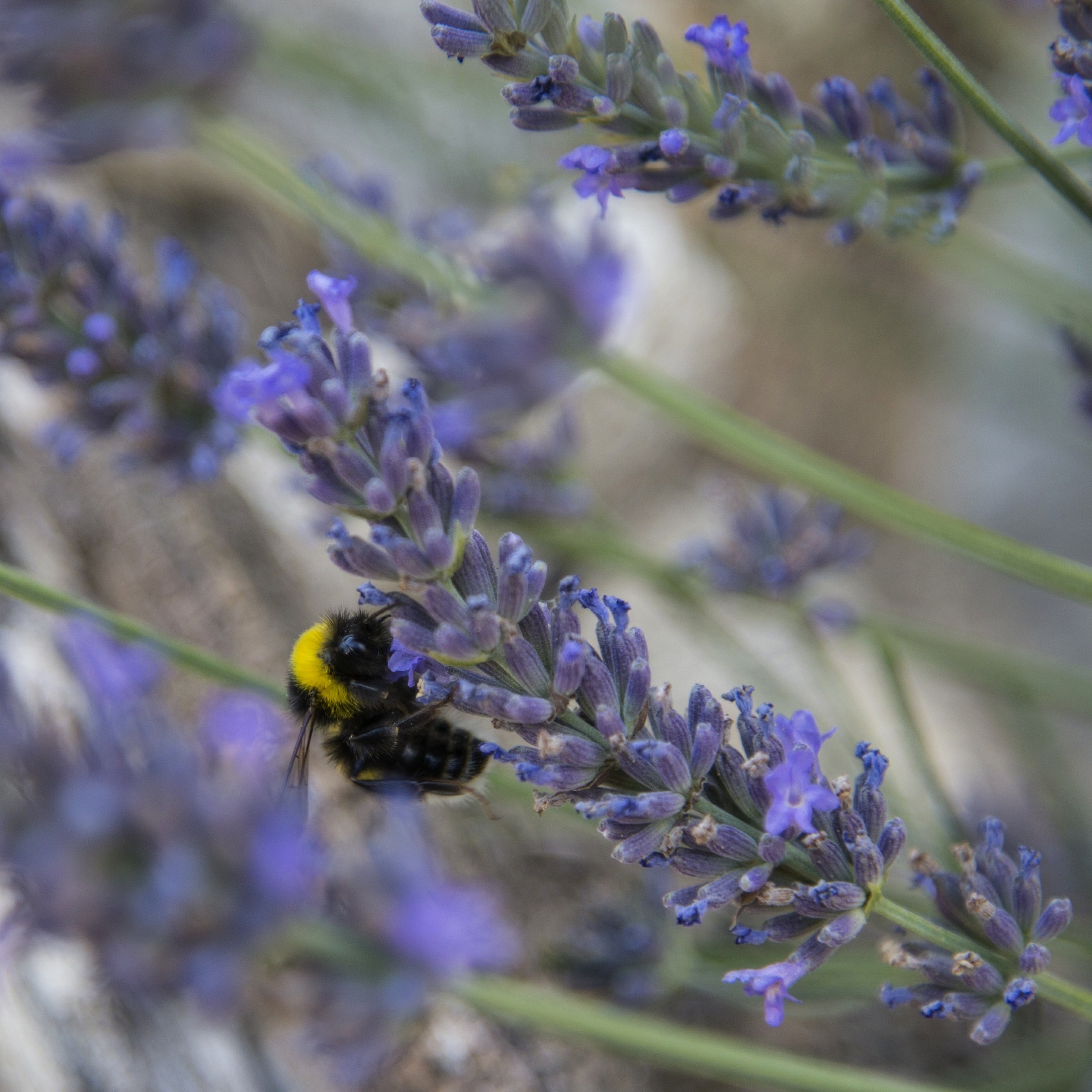The banquet of the bumblebee