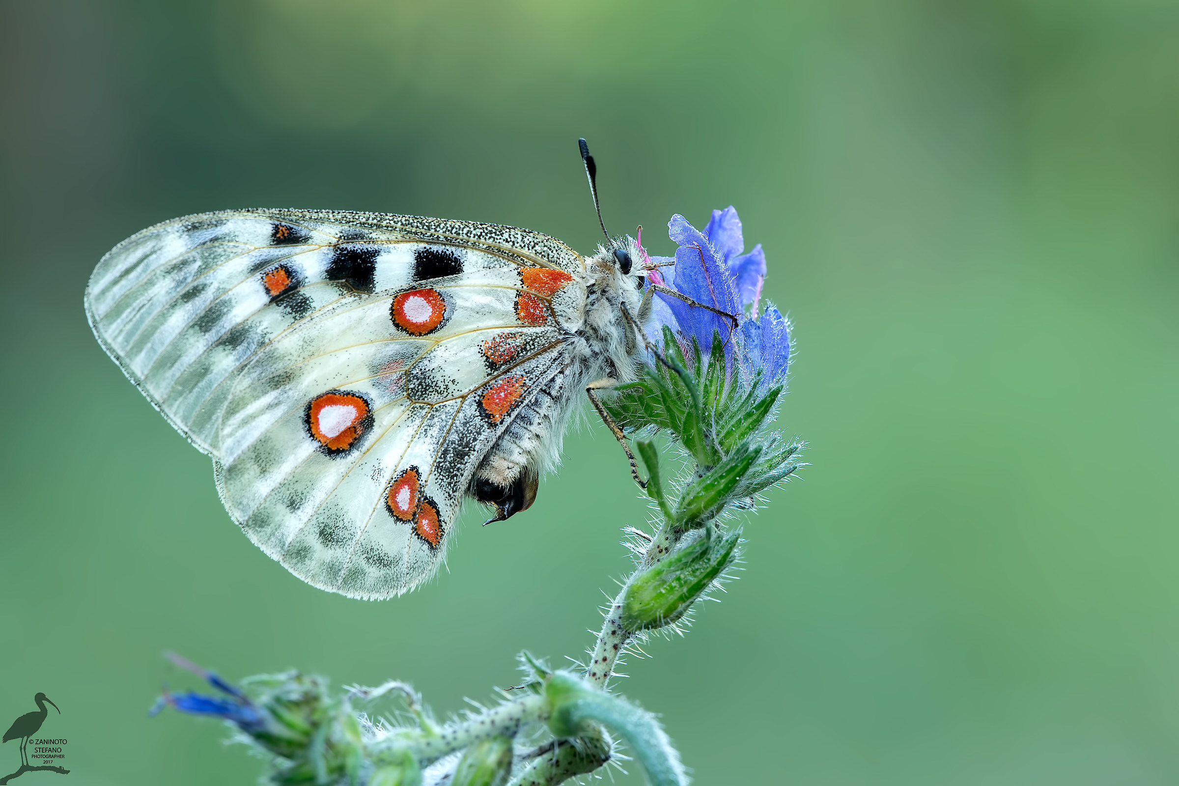 Parnassius apollo