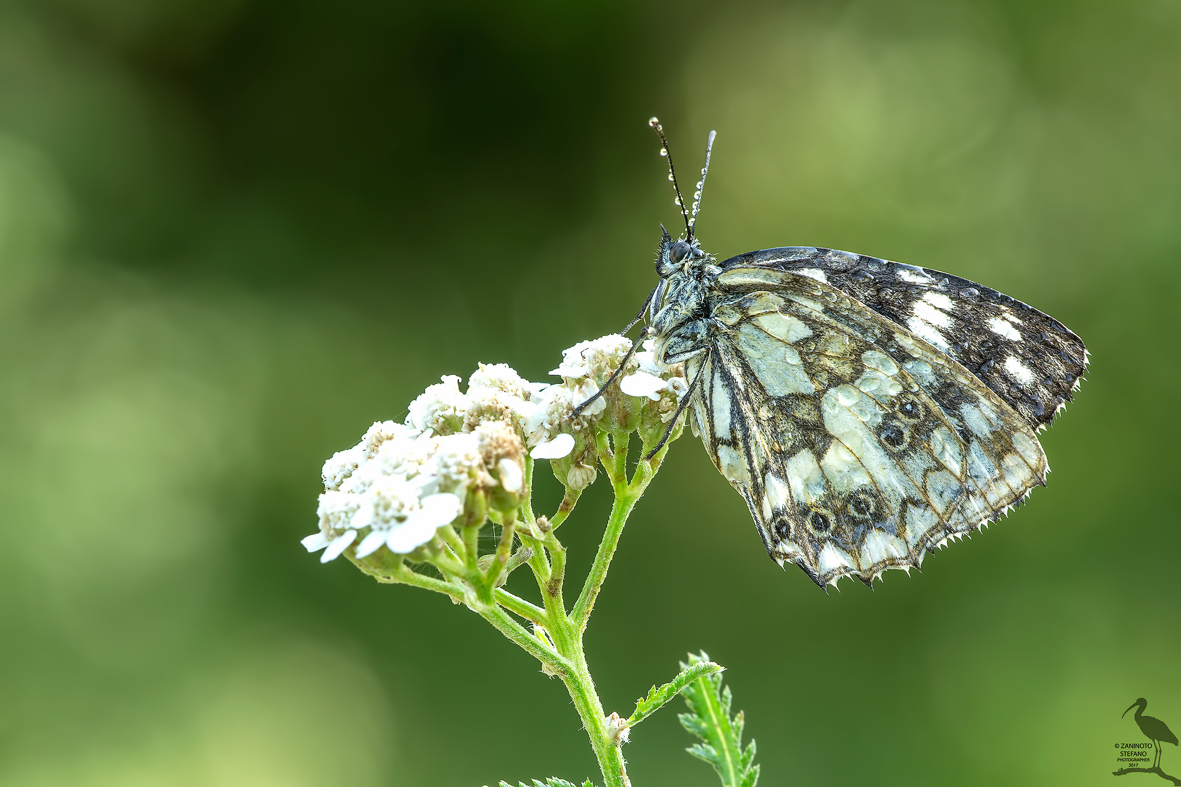 Melanargia galathea