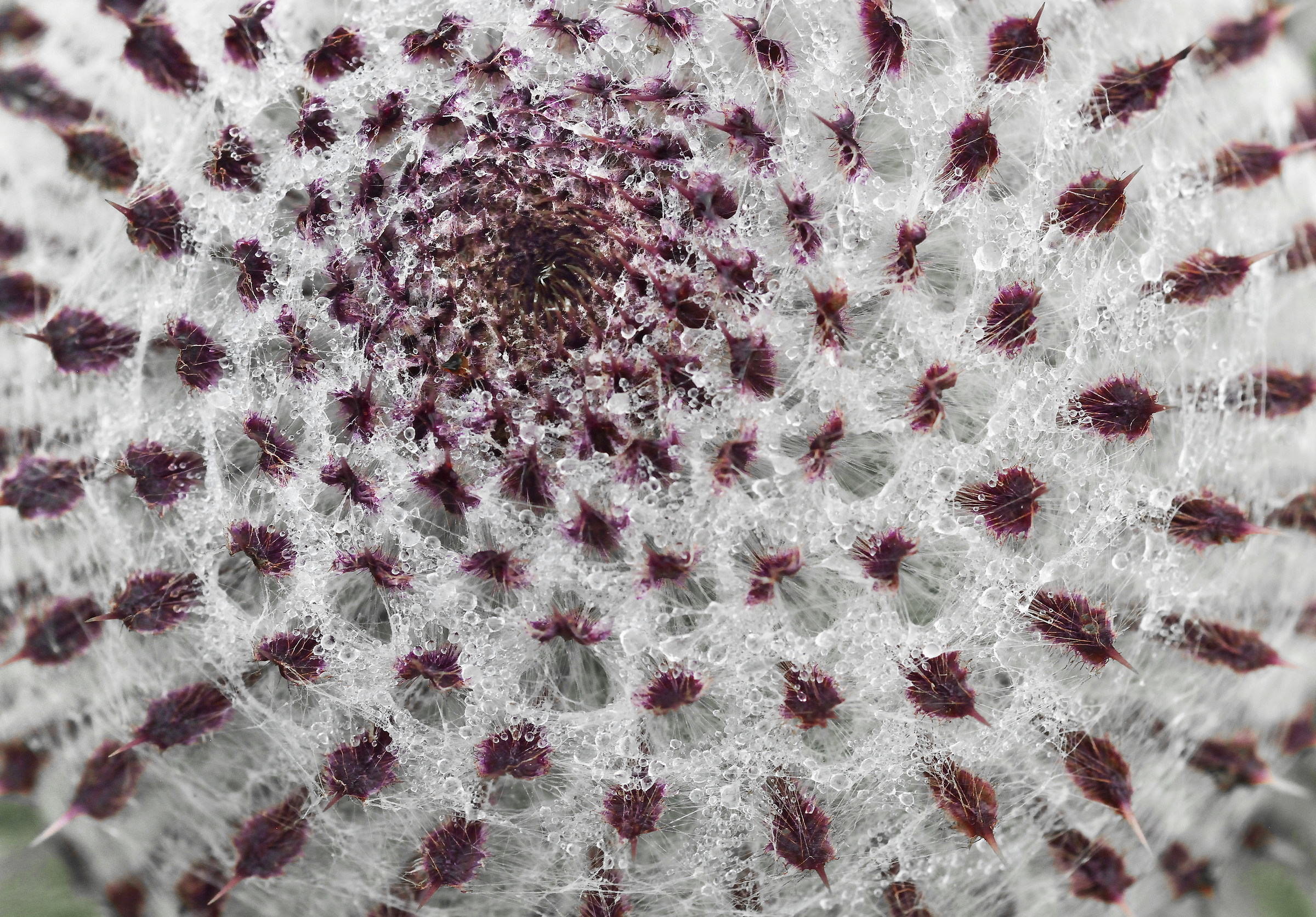 Wild Thistle with Dew