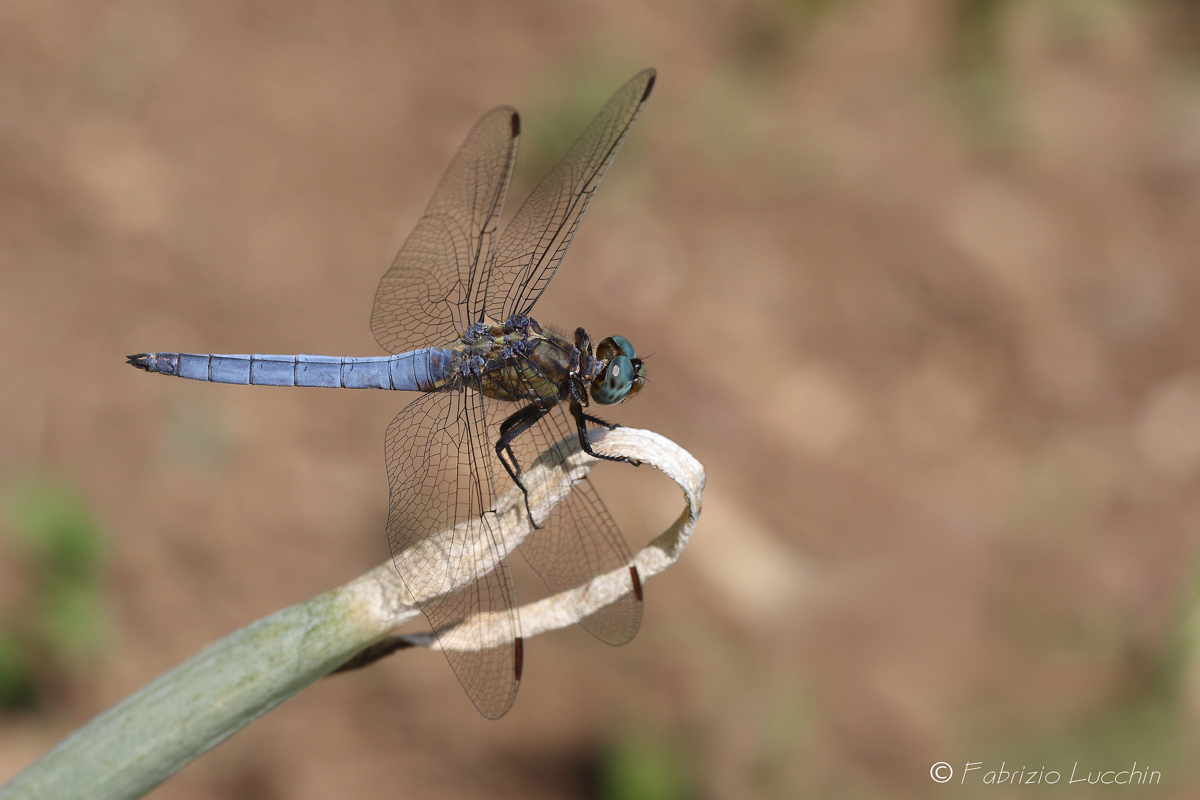 Orthetrum coerulescens