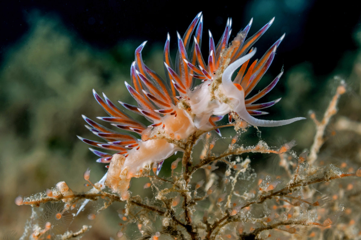 Flabellina
