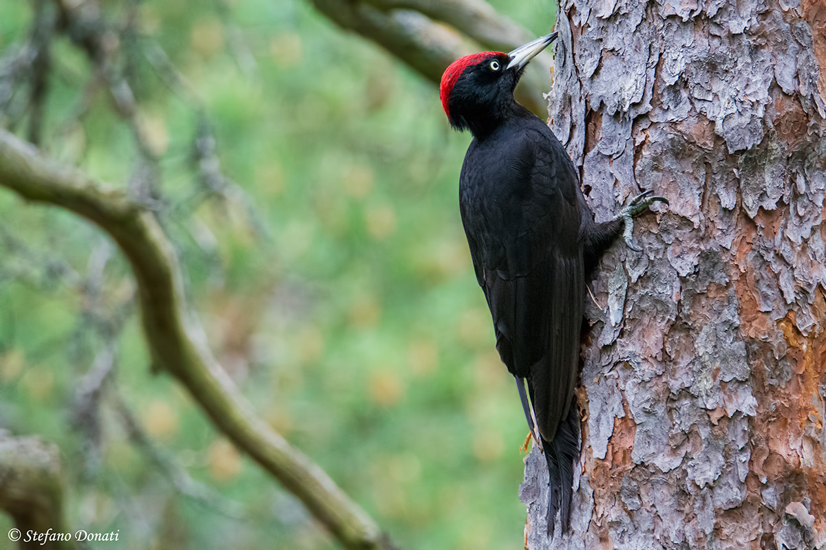 Picchio Nero