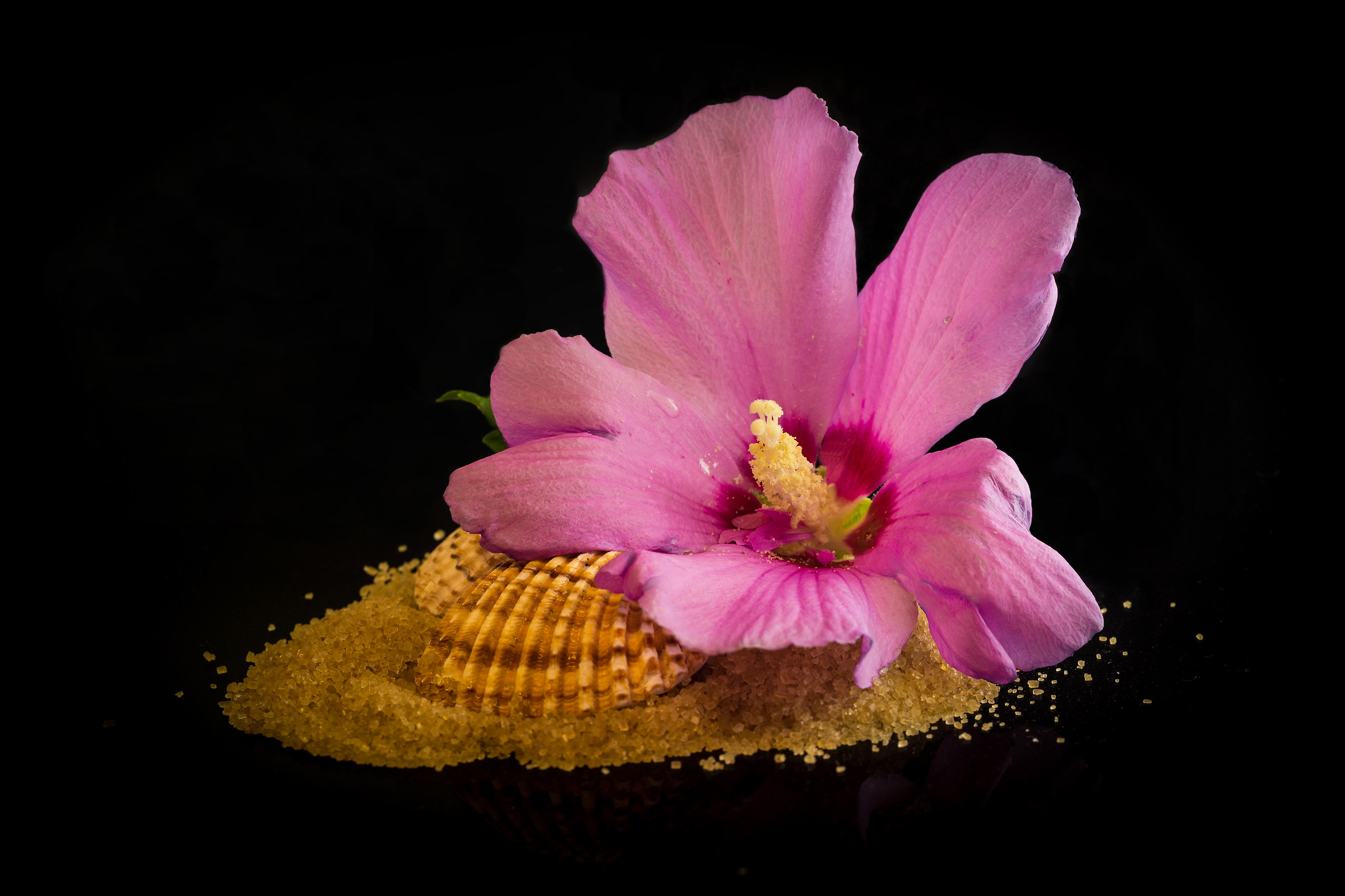 A flower on the beach
