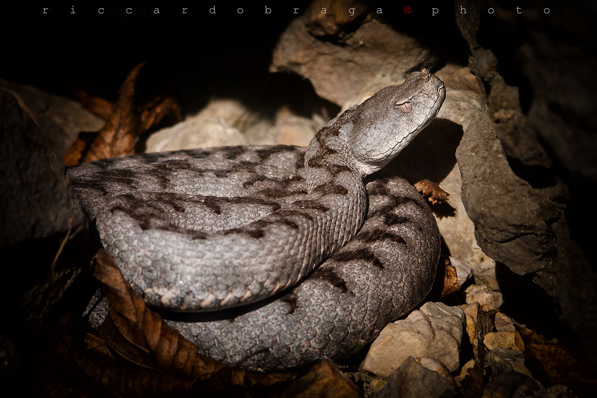 Viper from the horn (Vipera ammonytes)