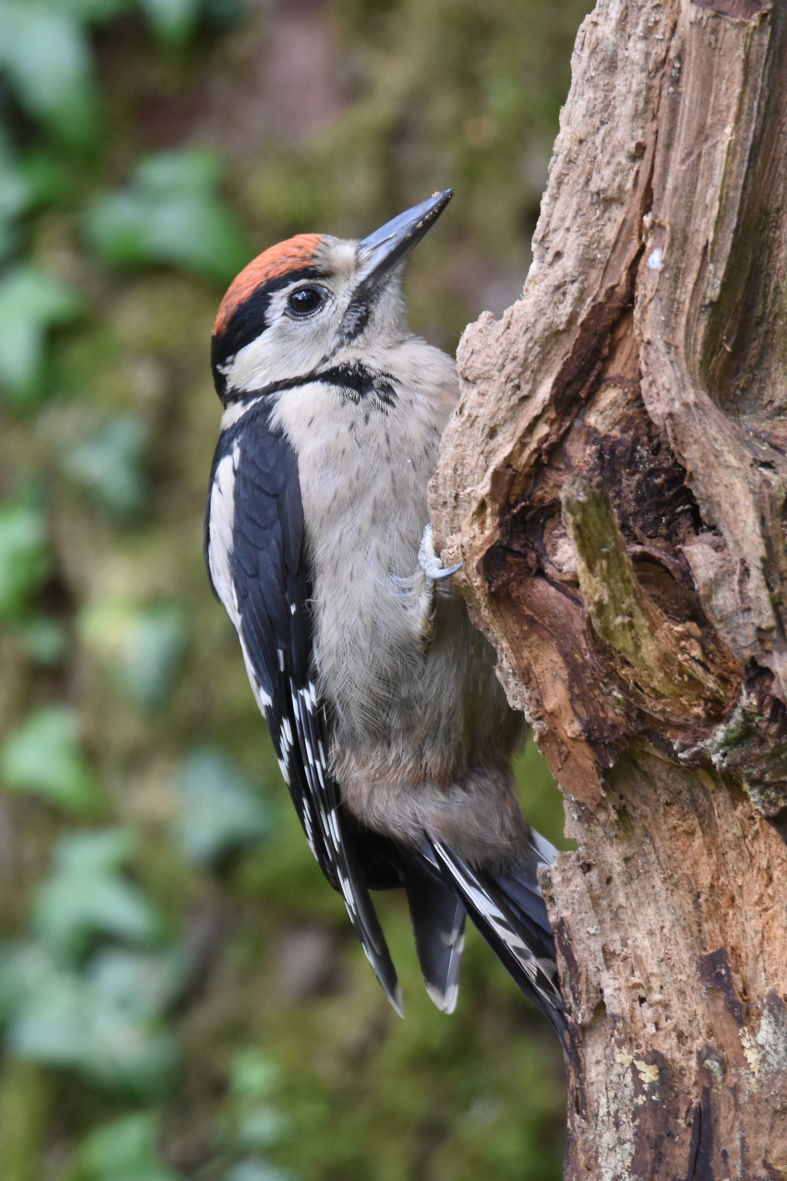Juv Woodpecker