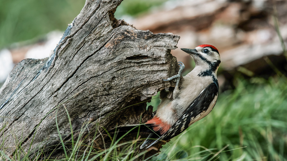 Young red woodpecker