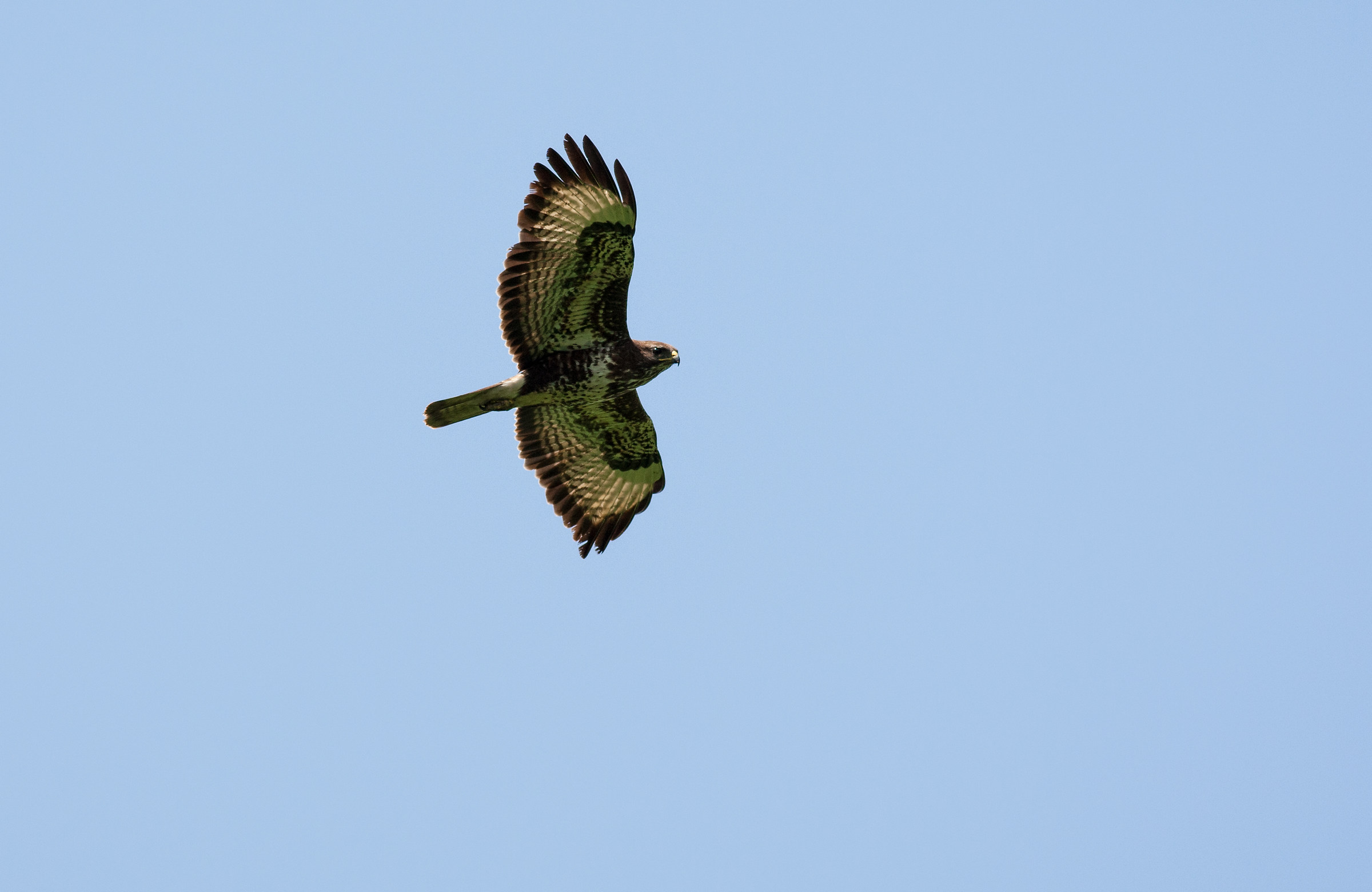 Buzzard