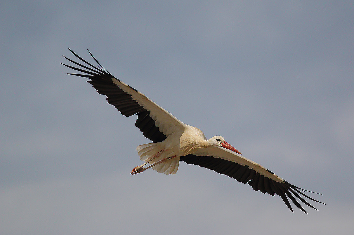 The stork flight3