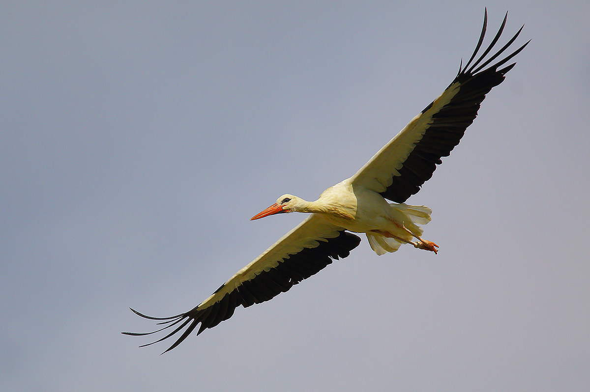 The stork flight4