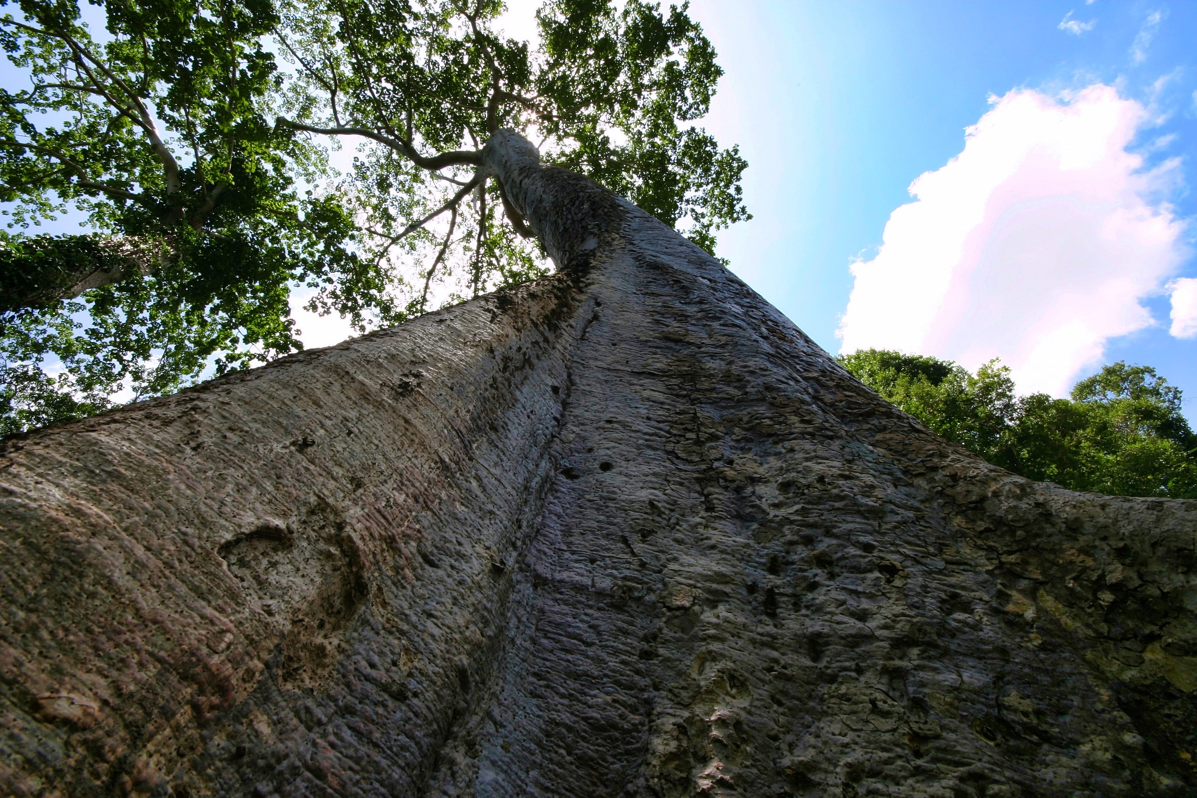 Thrown to the sky ... Cambodia