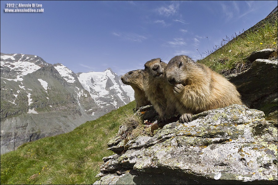 Marmotte, la banda bassotti