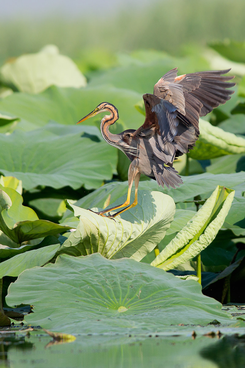 Red Heron