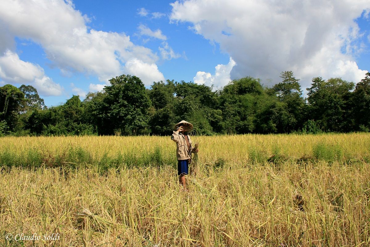 Collector rice - laos