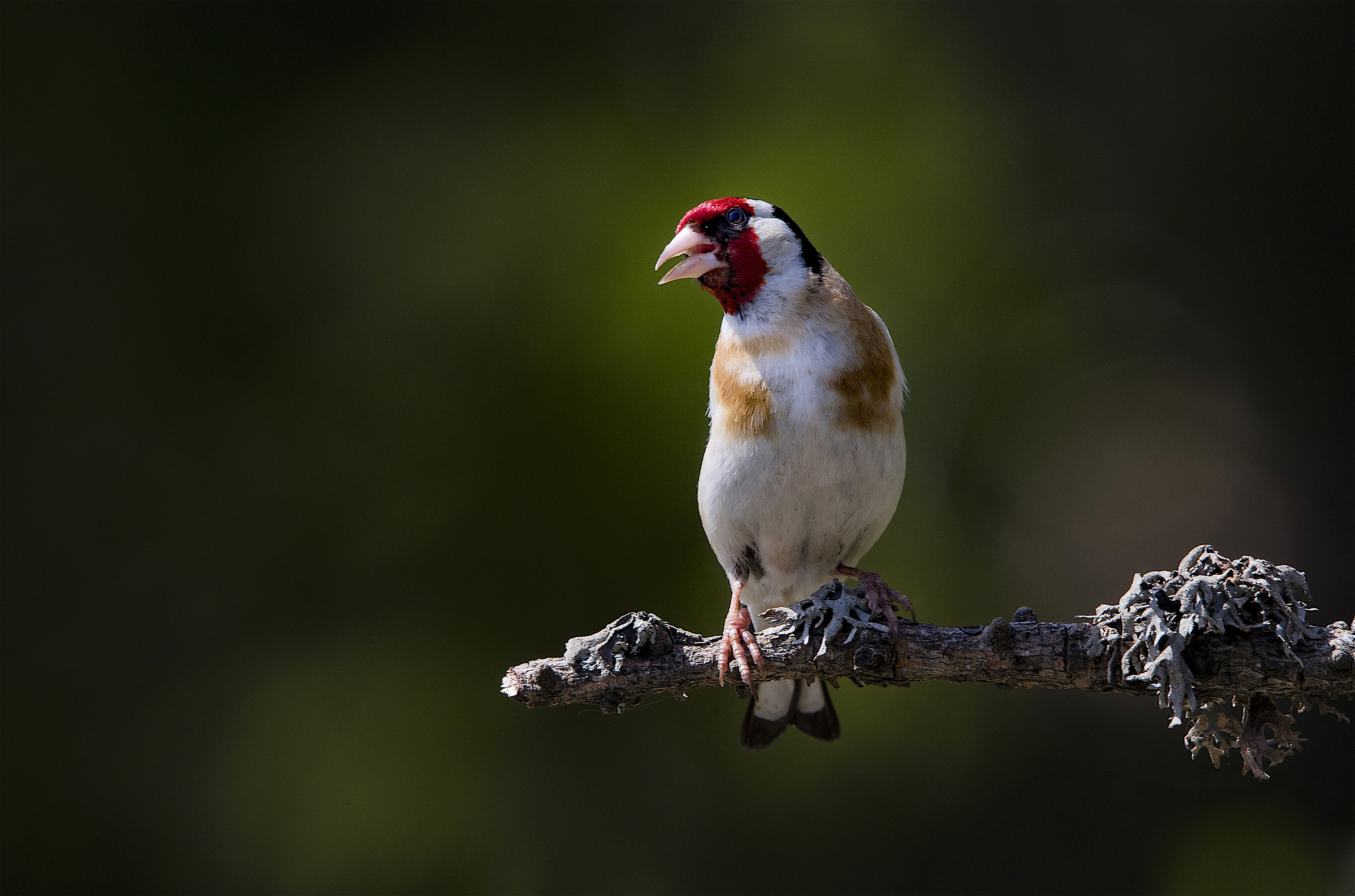 Goldfinch