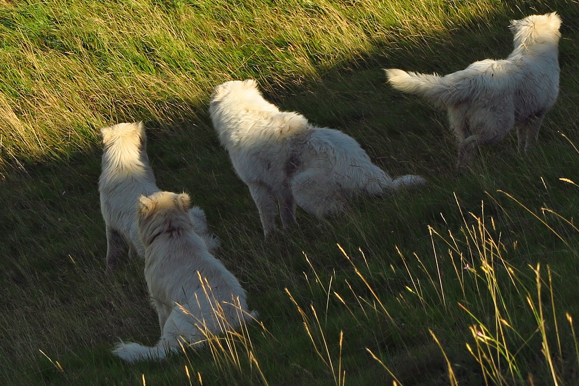 Shepherd dog on strike.