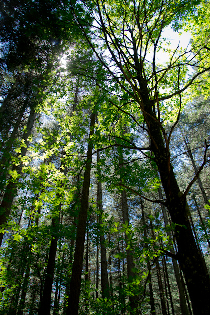 The light of the forest