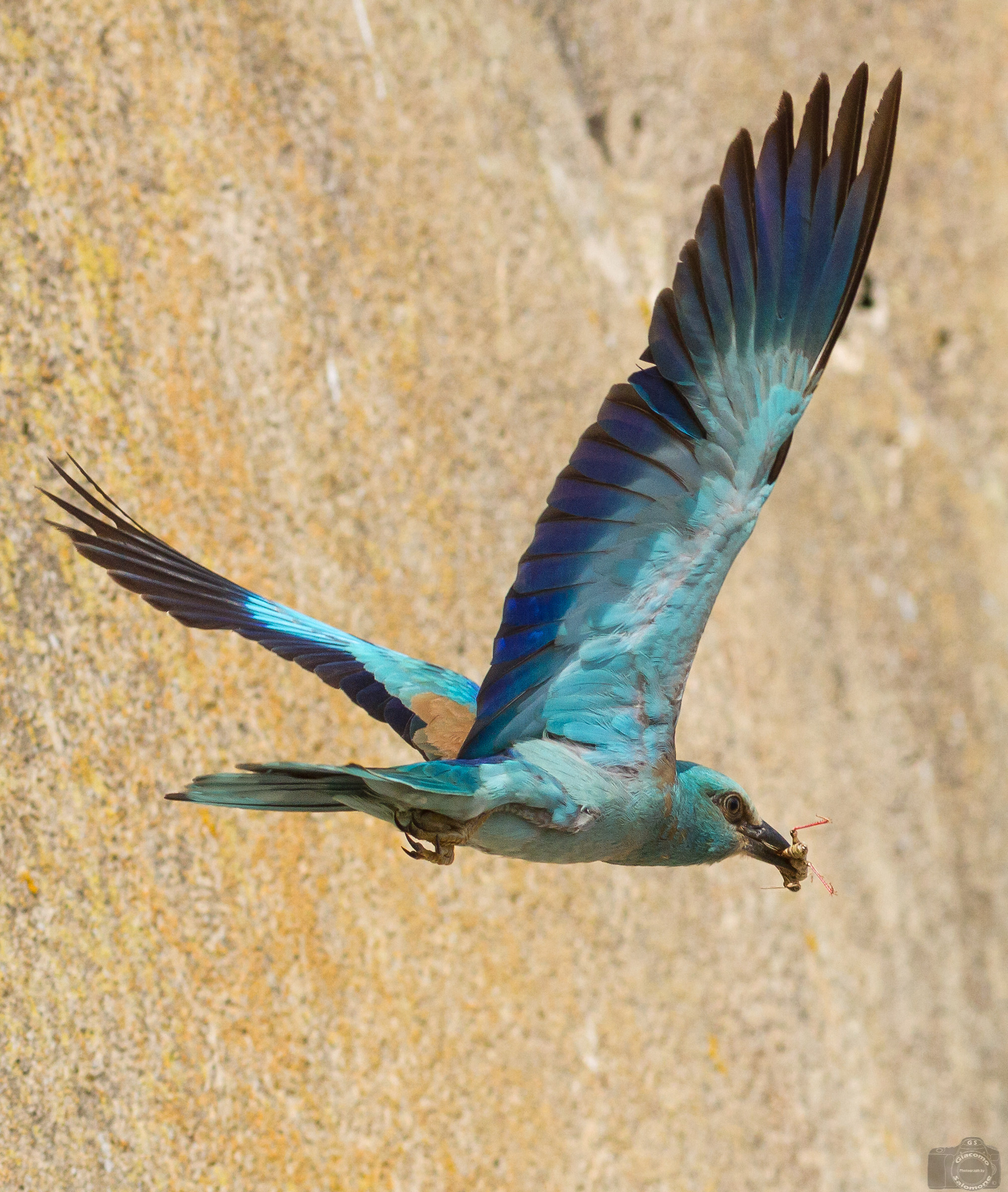 Sailboat in flight with cricket.