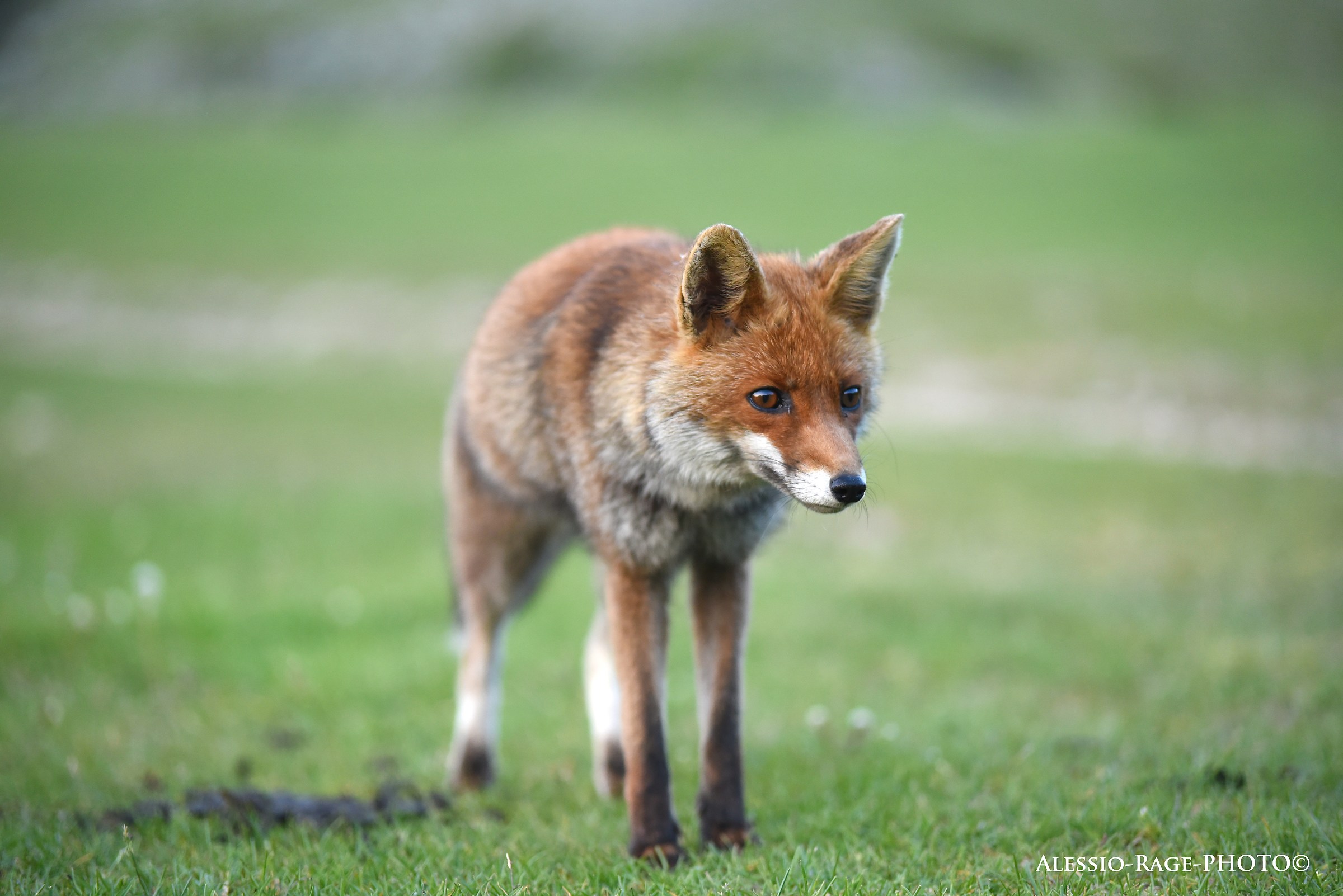Fox on the simbruini