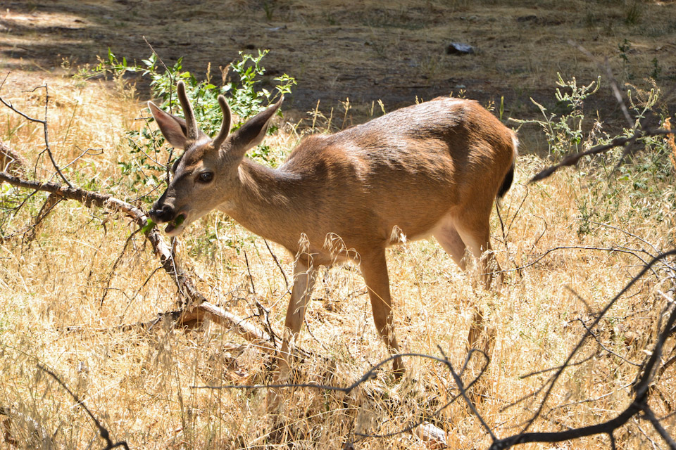 Young deer in Yosemite