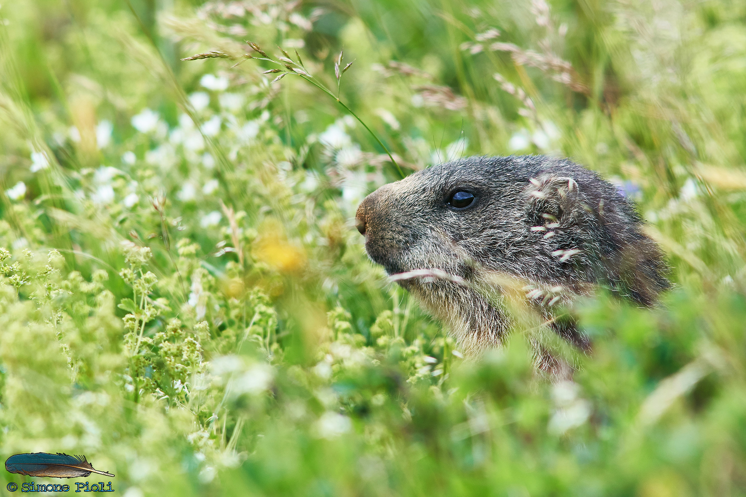 Marmotta appenninica