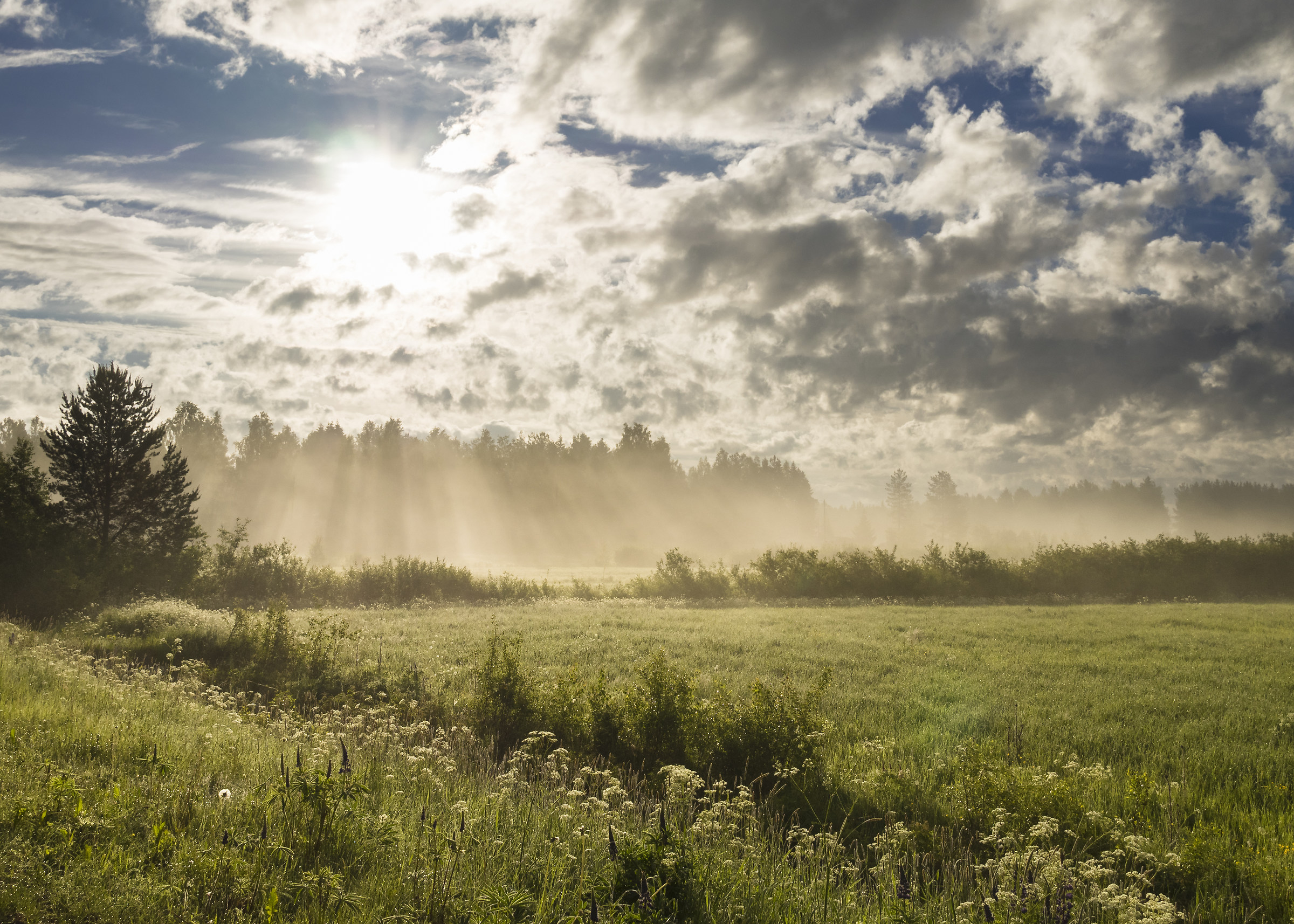 Mattina presto midsummermer