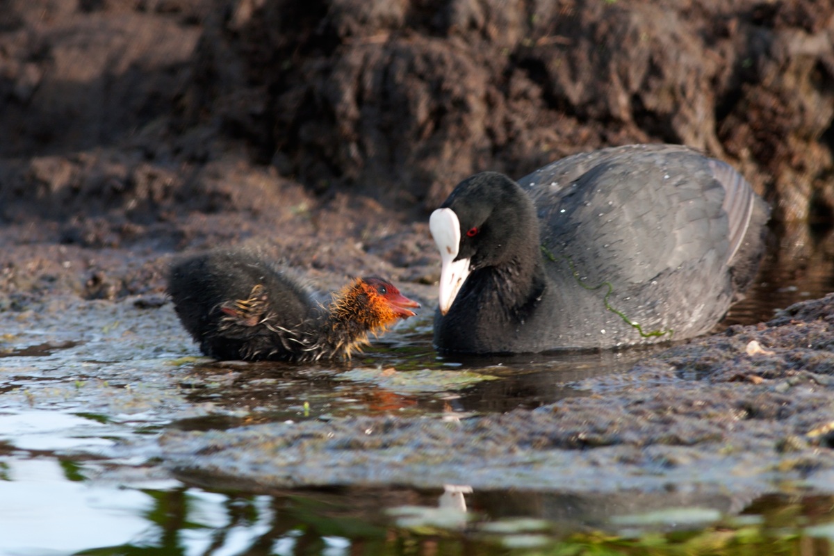 A Coot with its small