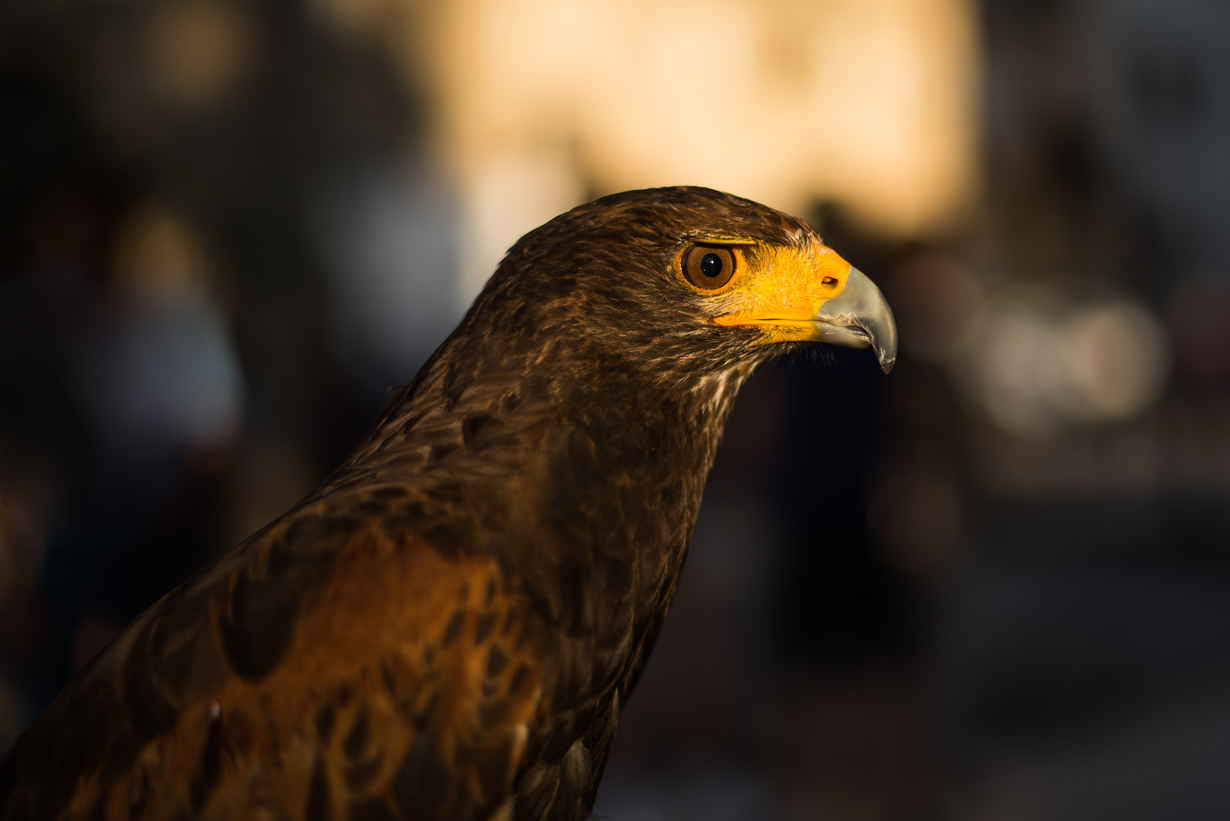 Falco Vasto July 2017