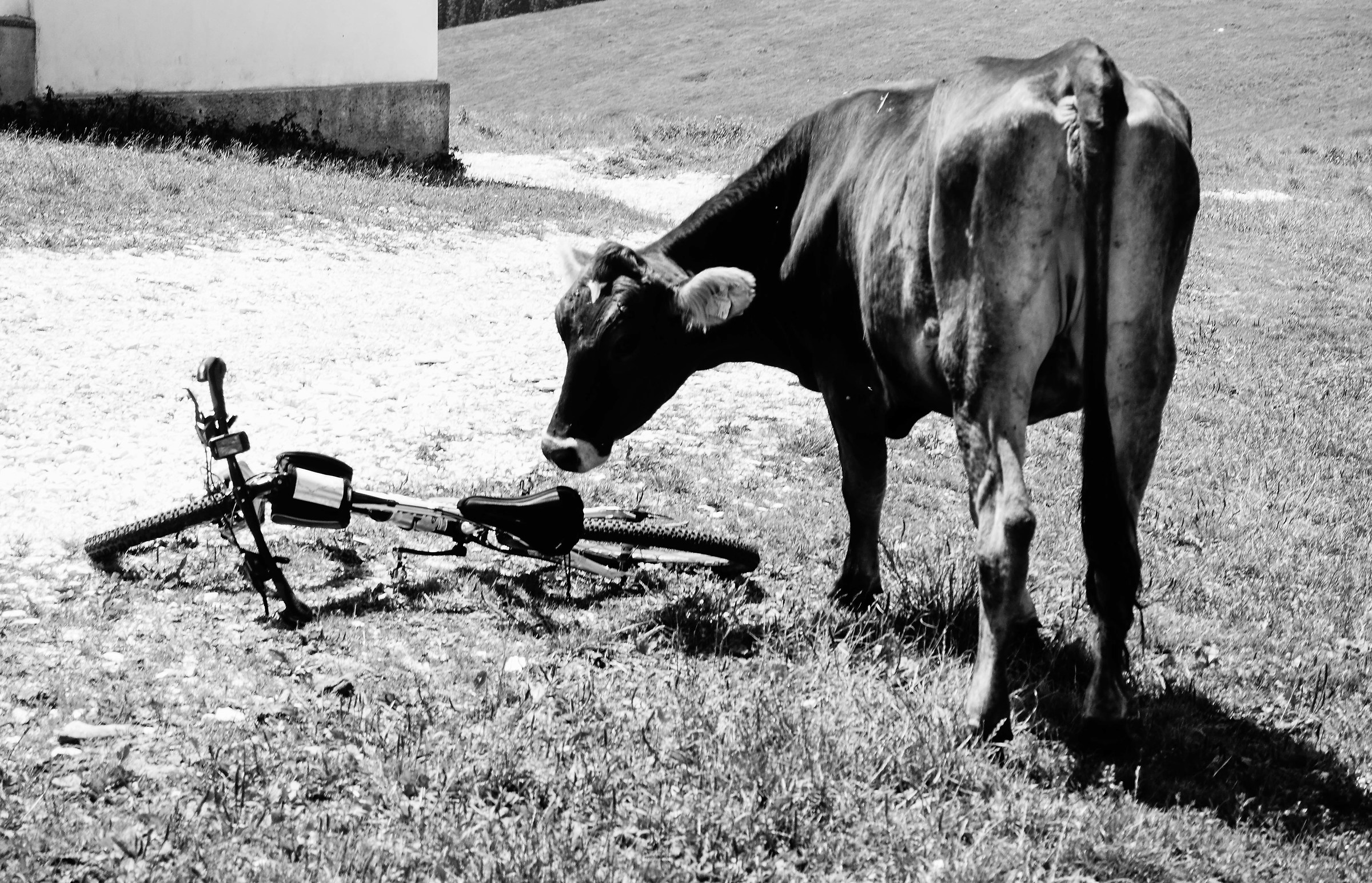 The cyclist cow
