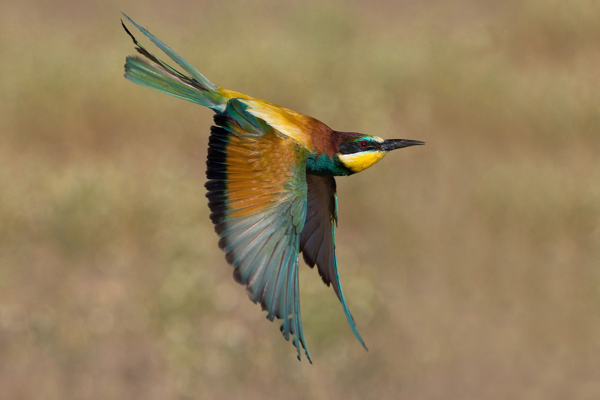 Cucumbers (Merops apiaster) 4.