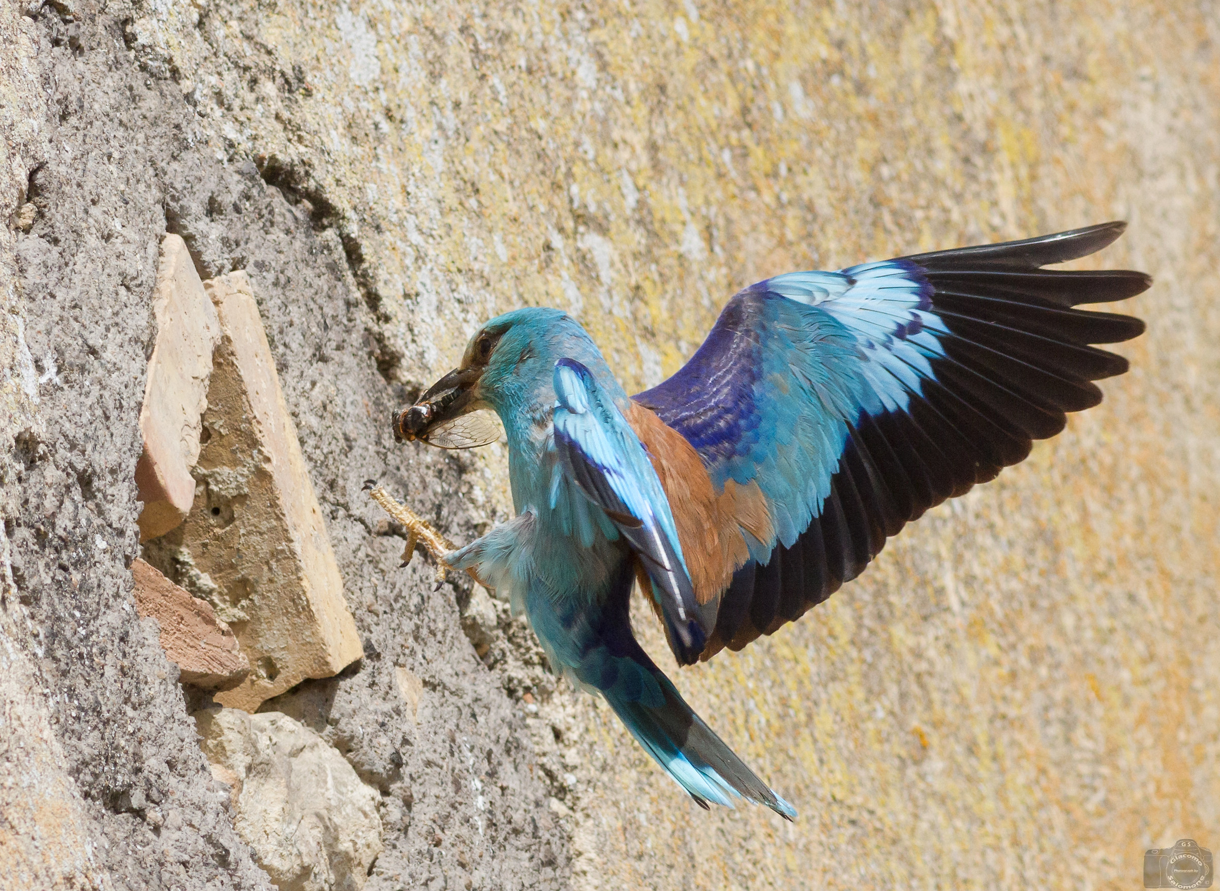 Arrival to the nest with the cicada in the beak.