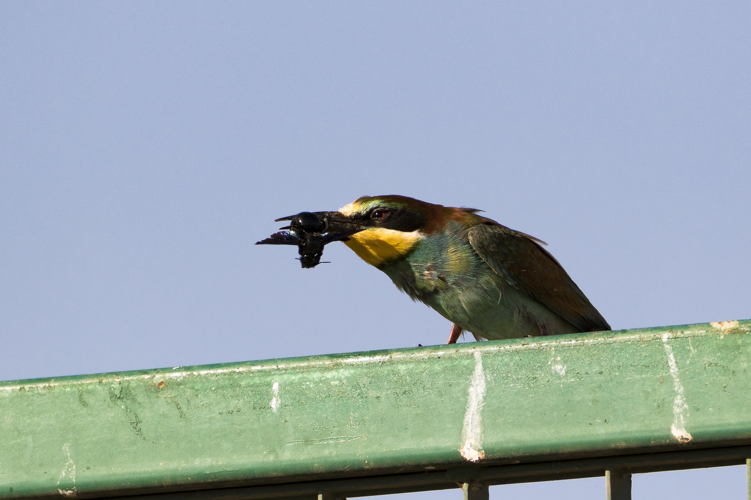 Bee eater