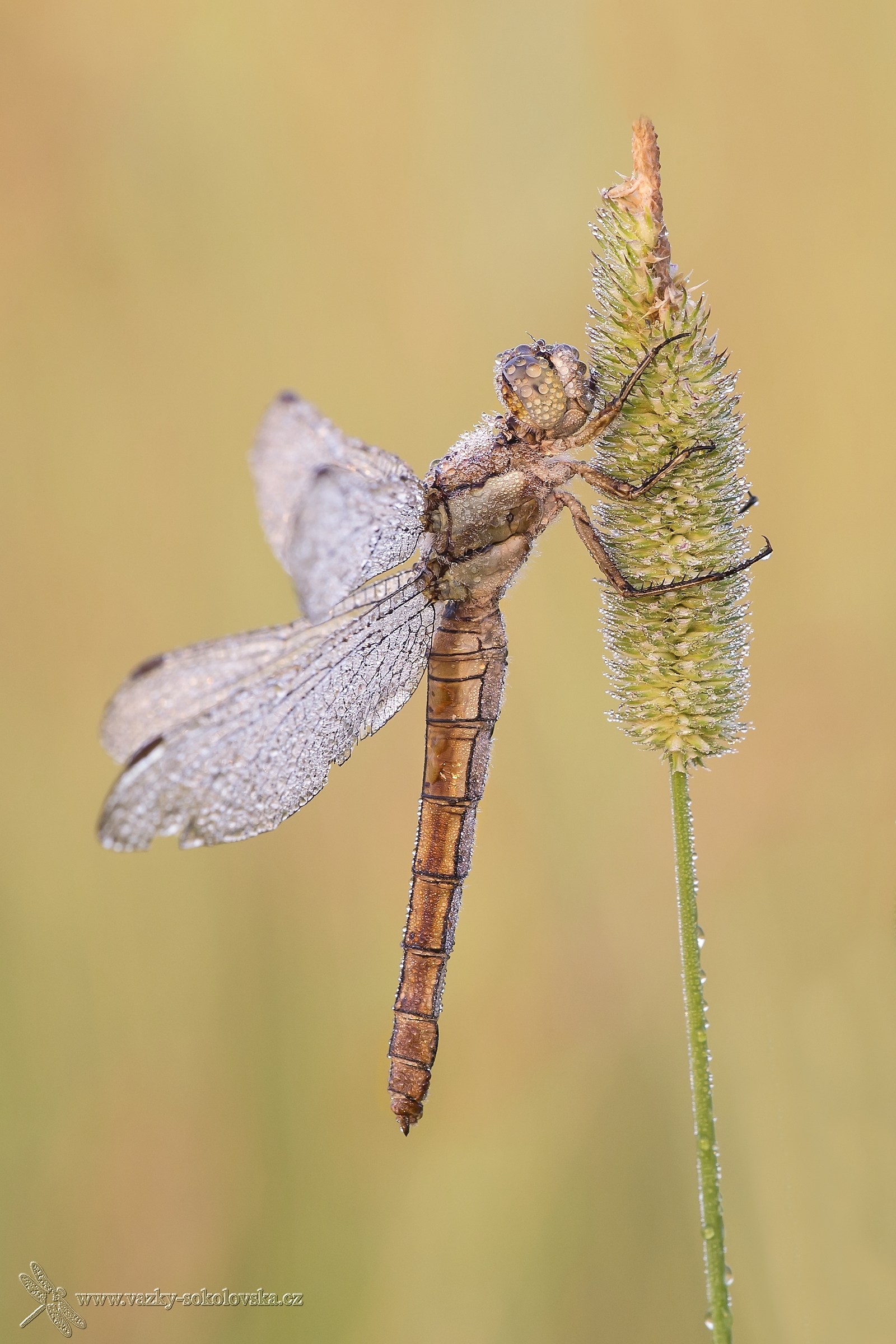 Orthetrum brunneum
